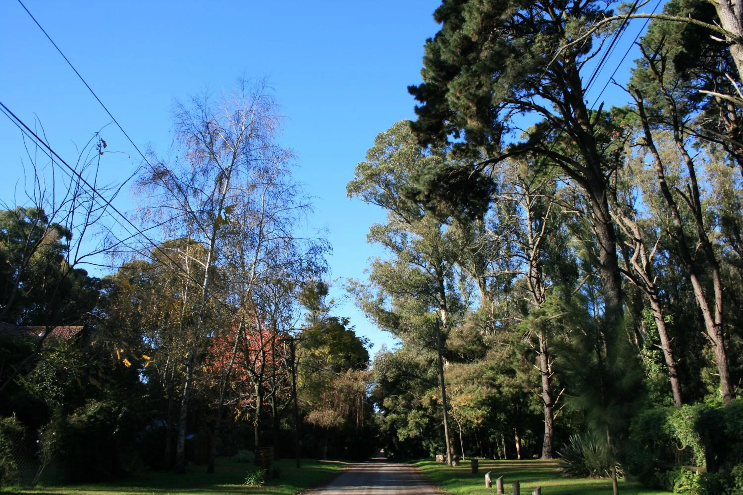 Natural landscape in Las Cortaderas Bosque Peralta Ramos