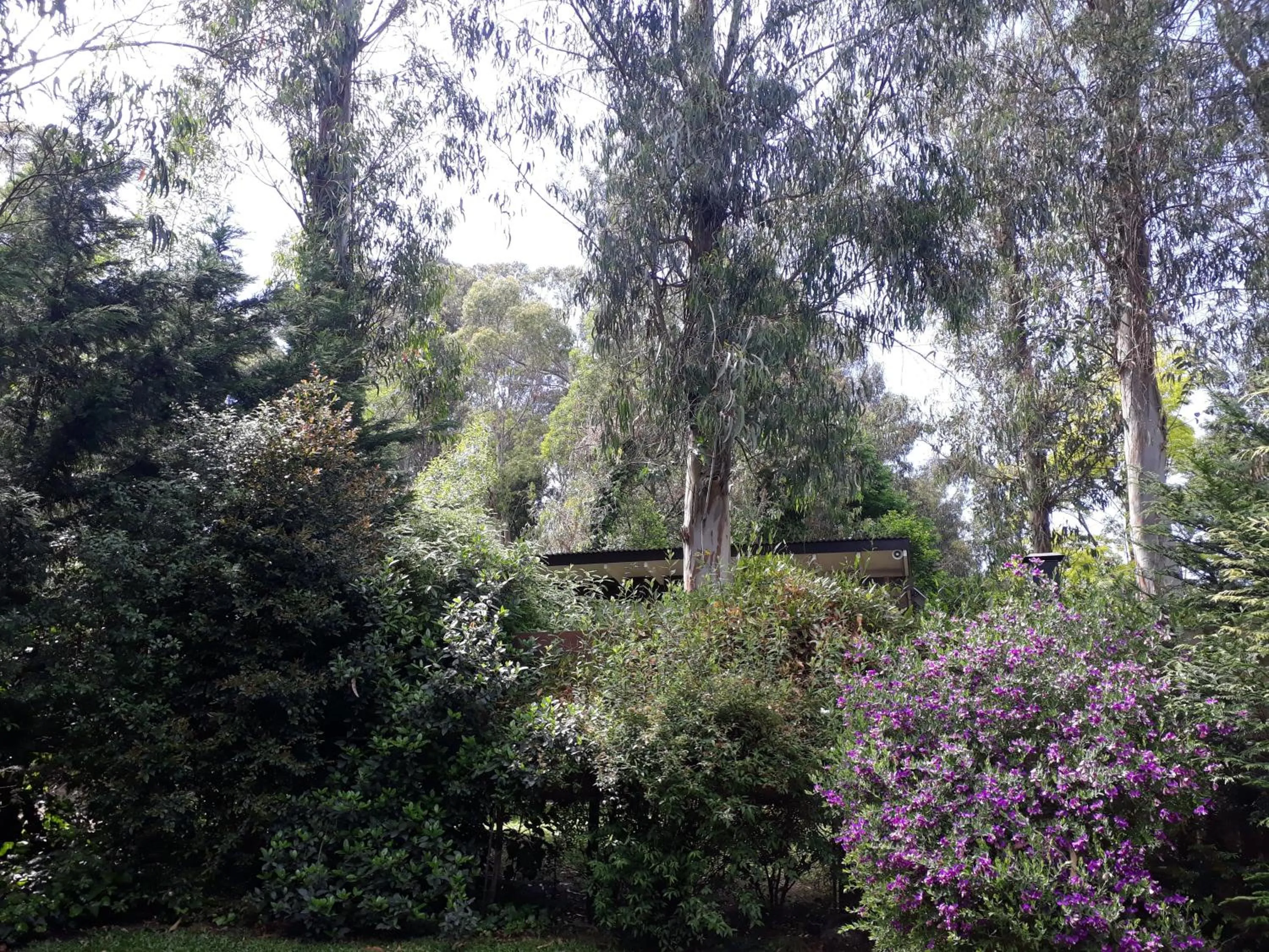 Garden in Las Cortaderas Bosque Peralta Ramos
