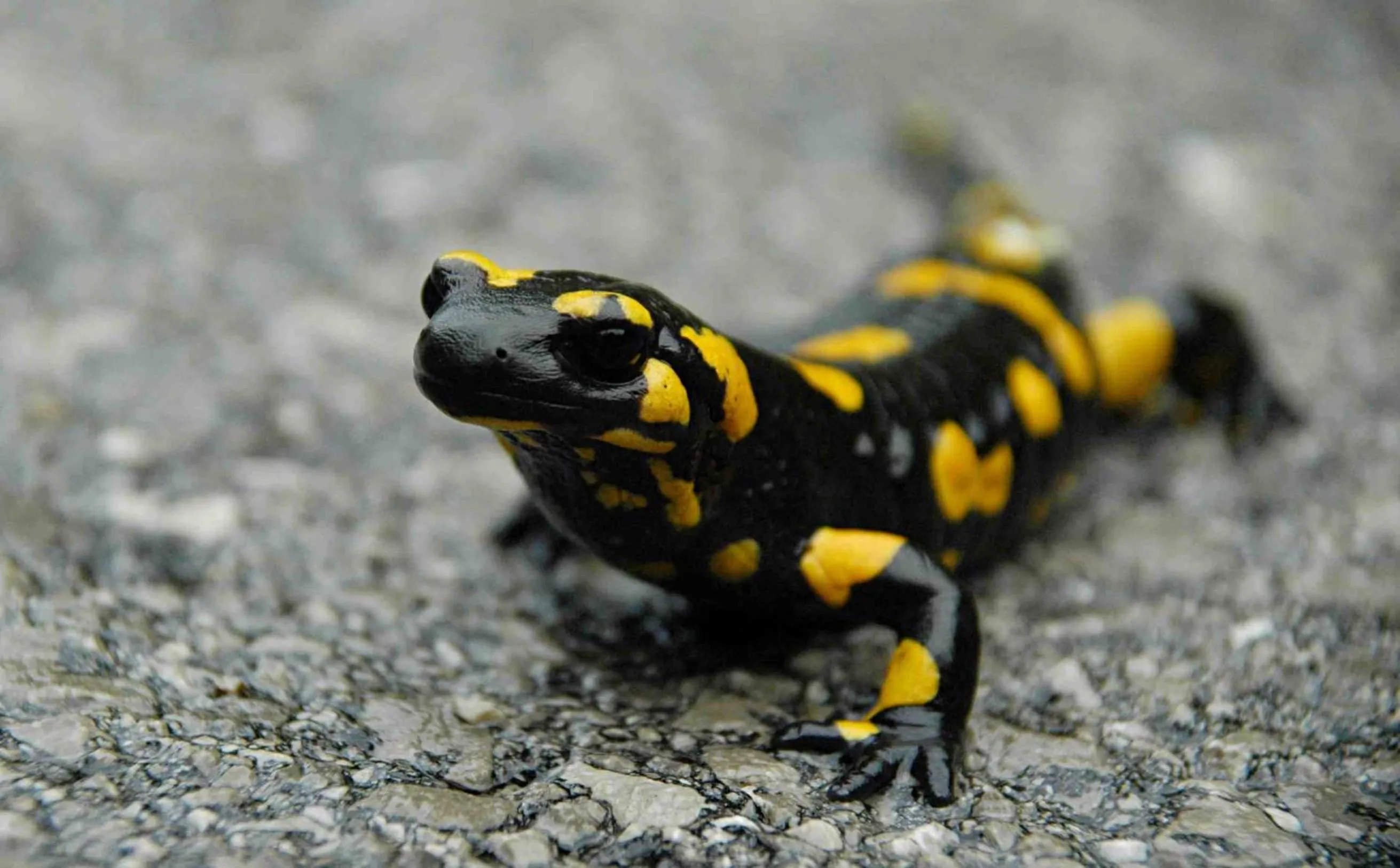 Natural landscape in Tourist Farm Strle With Great Local Food