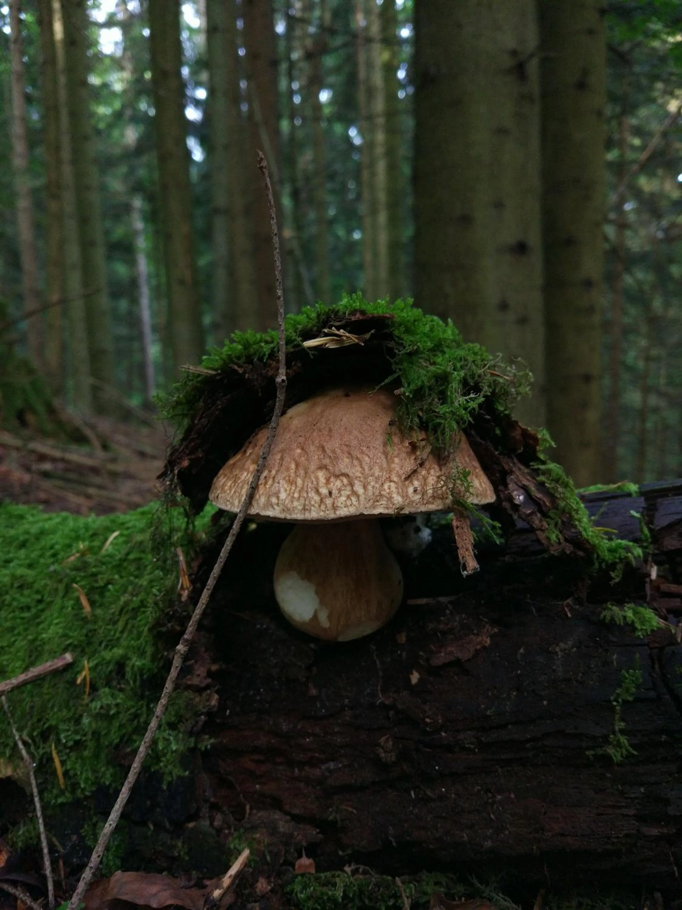 Natural landscape in Tourist Farm Strle With Great Local Food