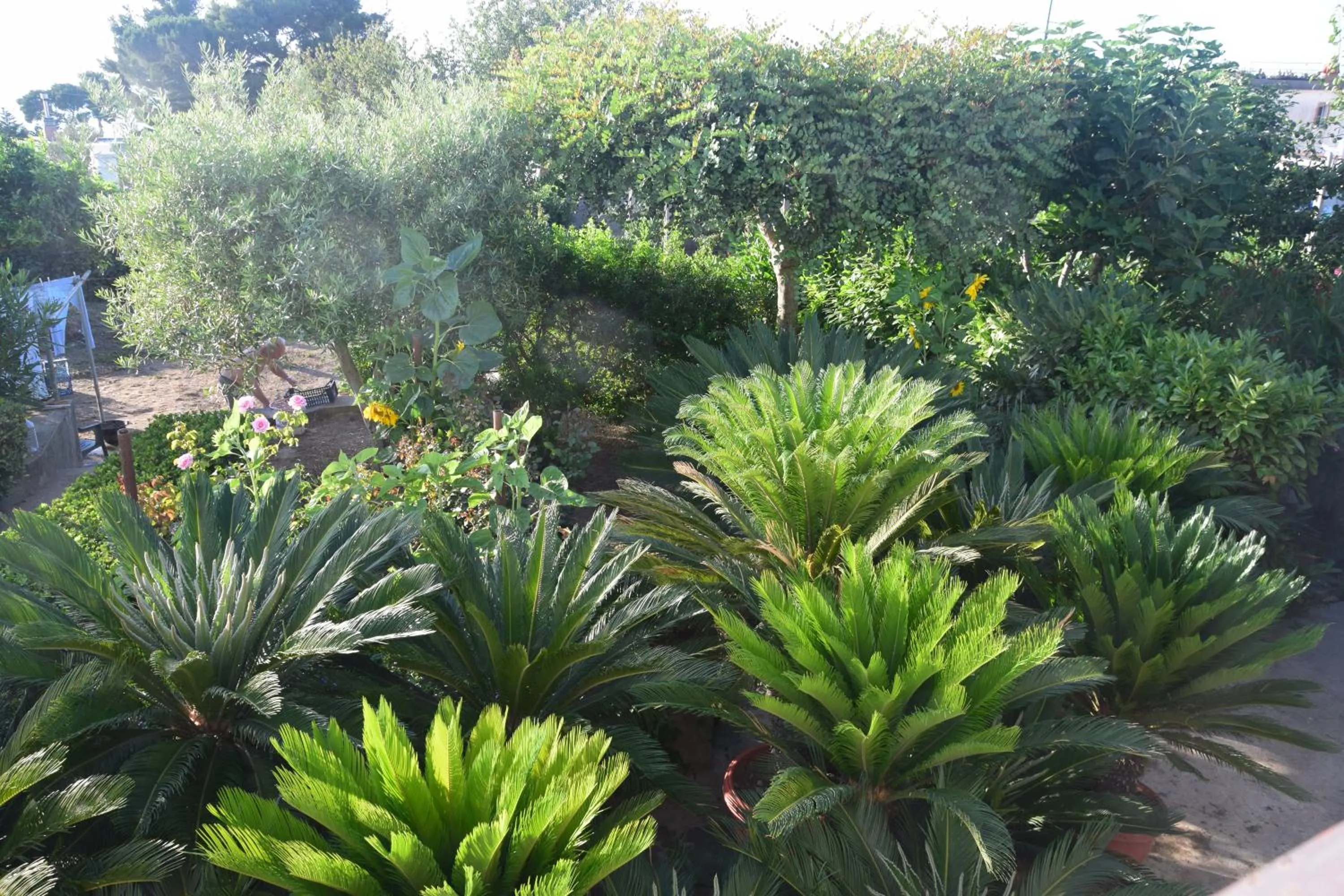 Garden in villa damecuta B&B