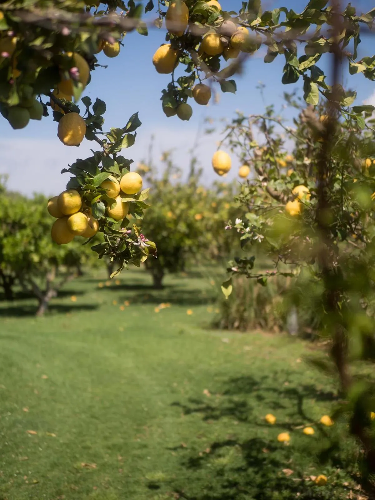 Garden in Hotel Sa Franquesa Nova