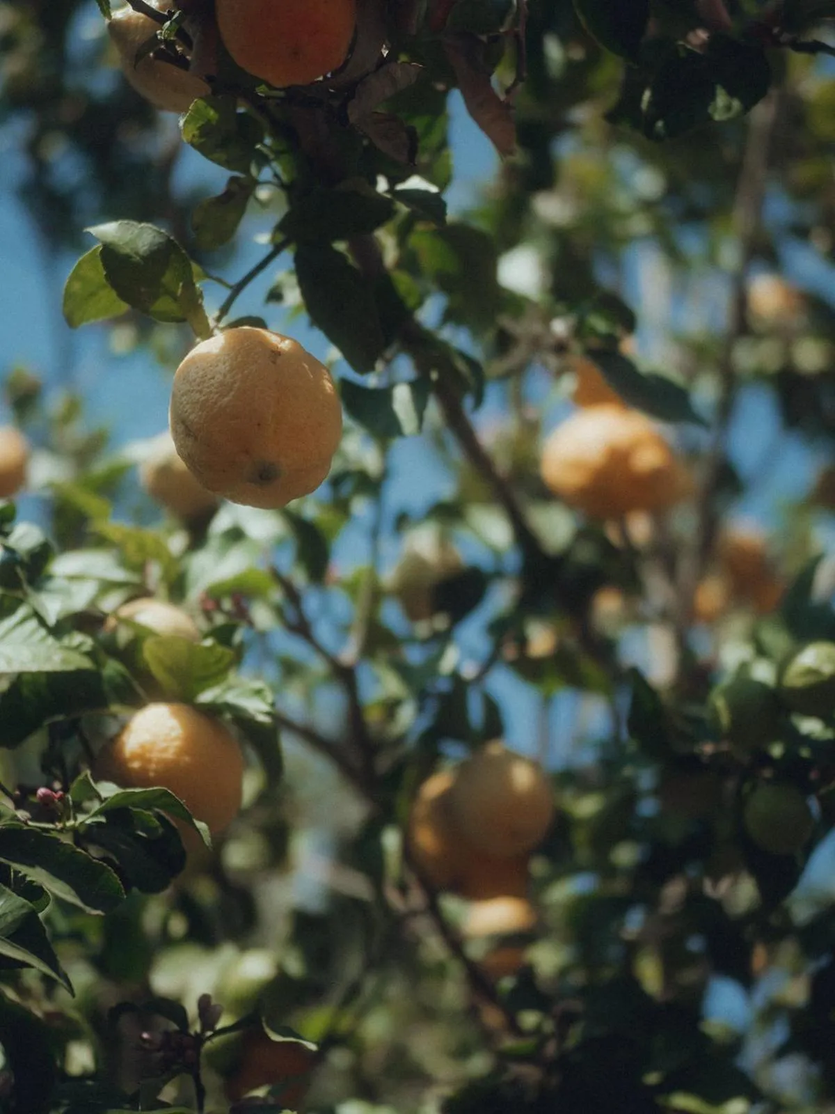 Garden in Hotel Sa Franquesa Nova