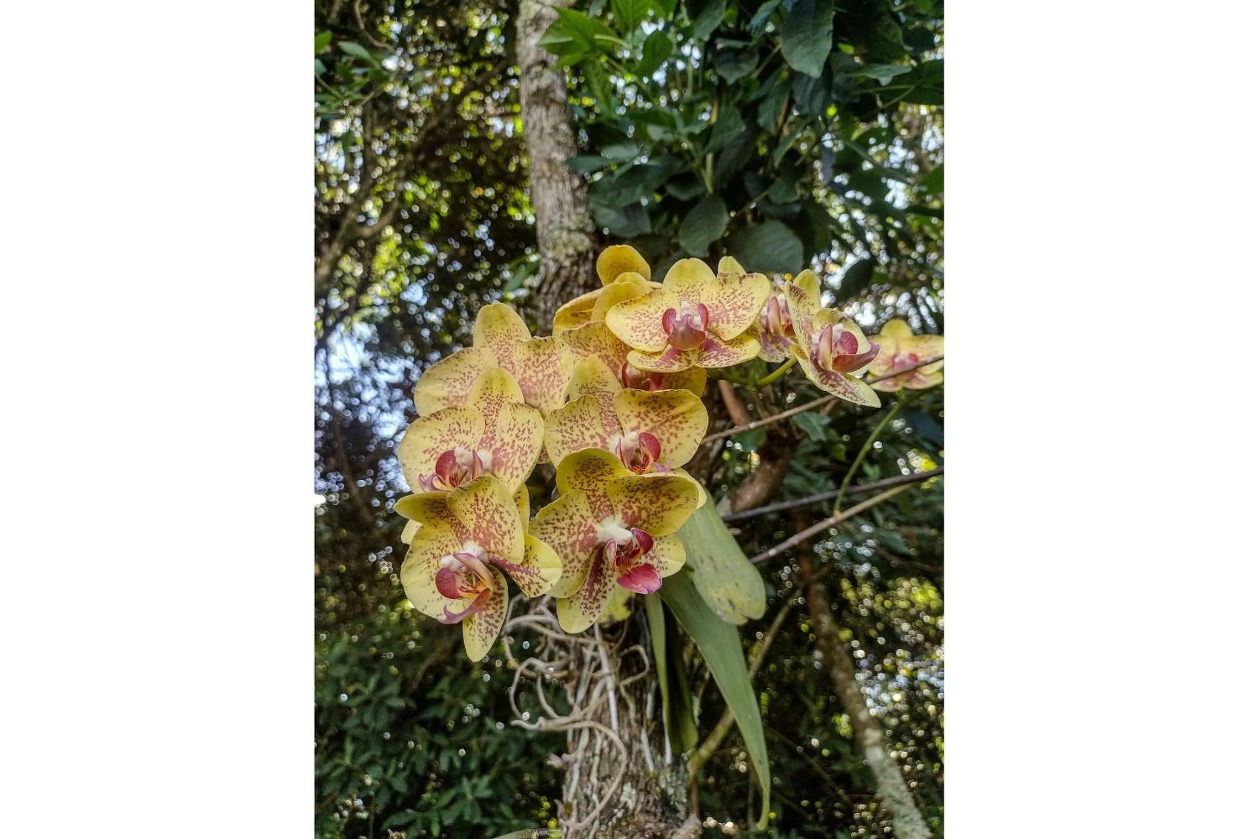 Area and facilities in Pousada Chalé Terra Viva