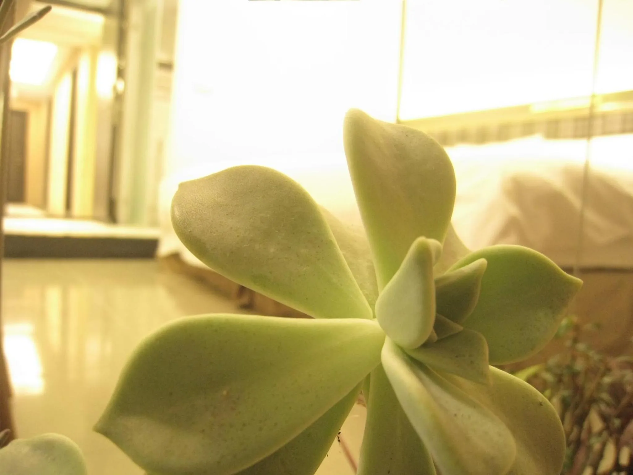 Formosa Boulerard Garden Hotel