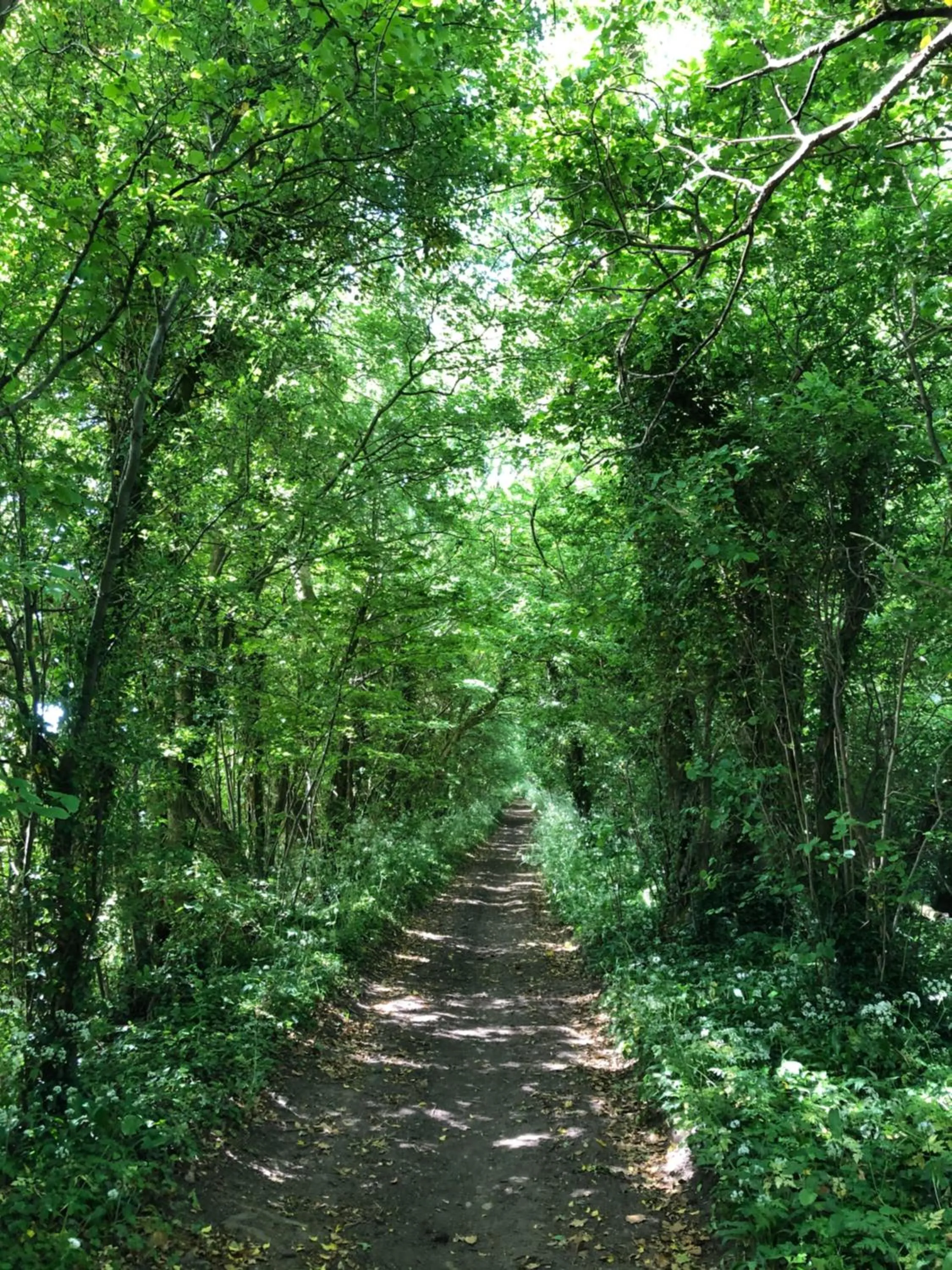 Natural landscape in Devonshire House