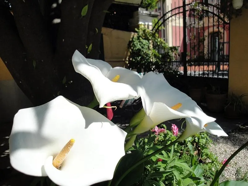 Spring in Hotel Miranda