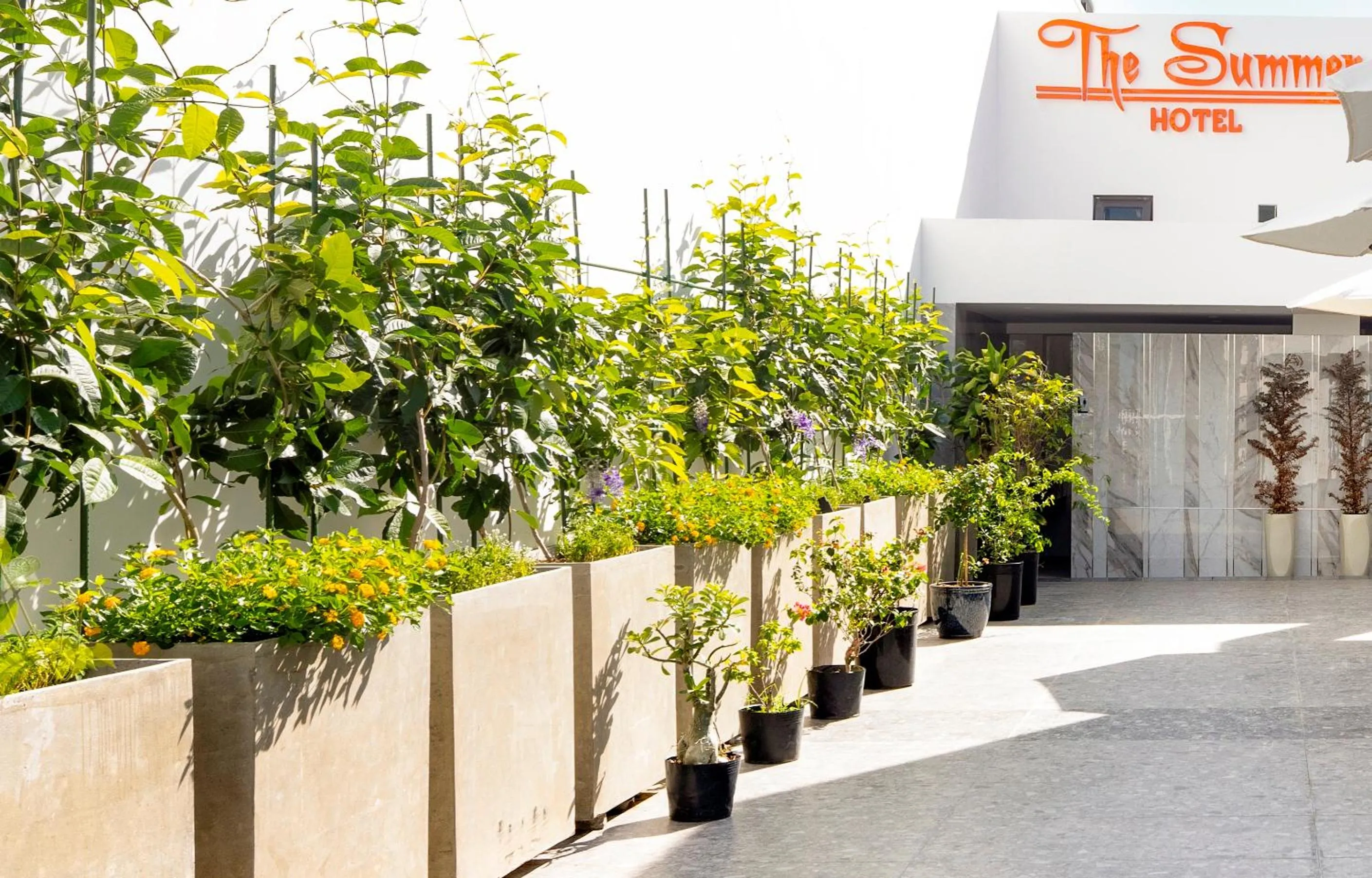 Garden in The Summer Hotel