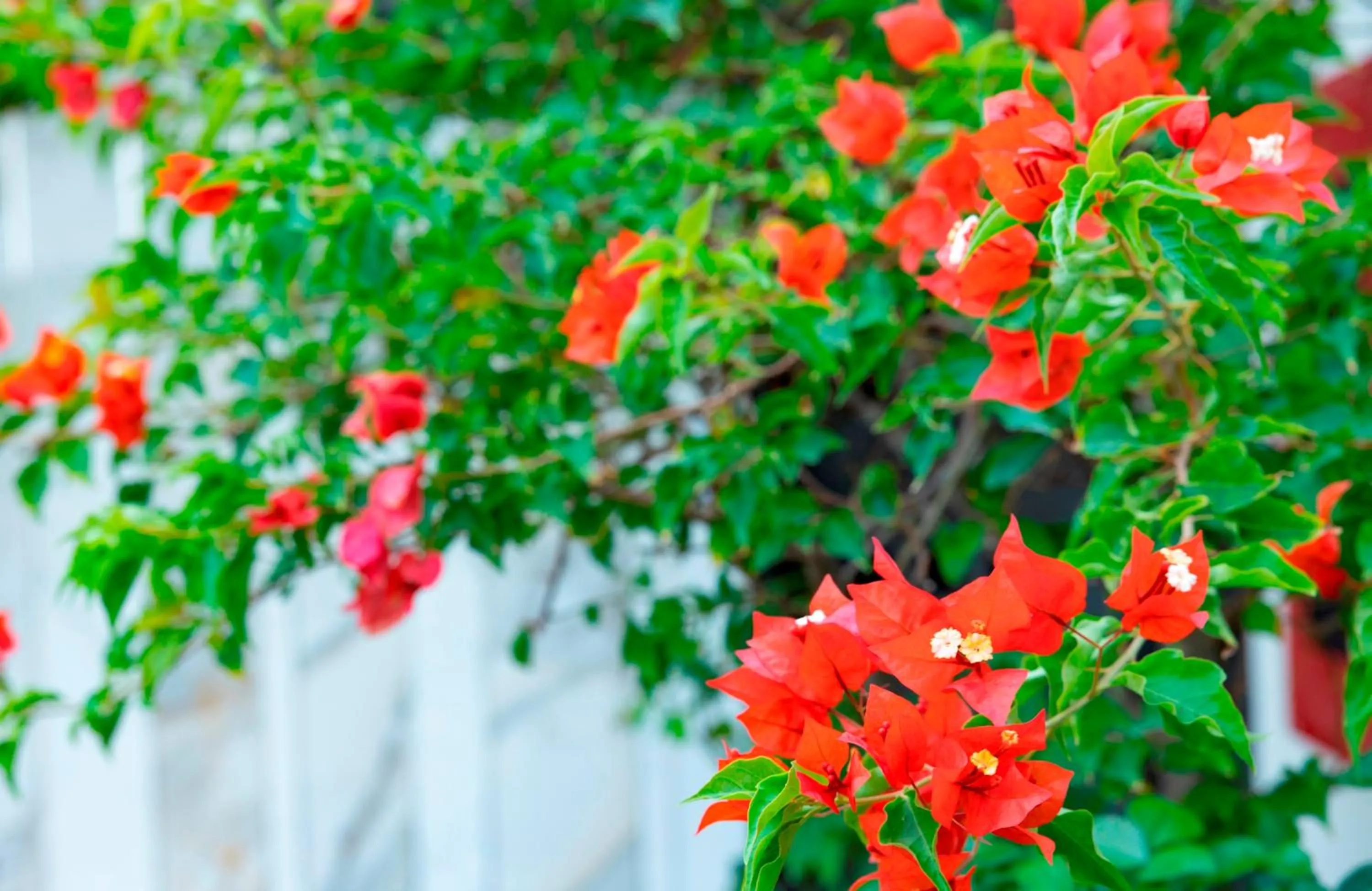 Garden in The Summer Hotel