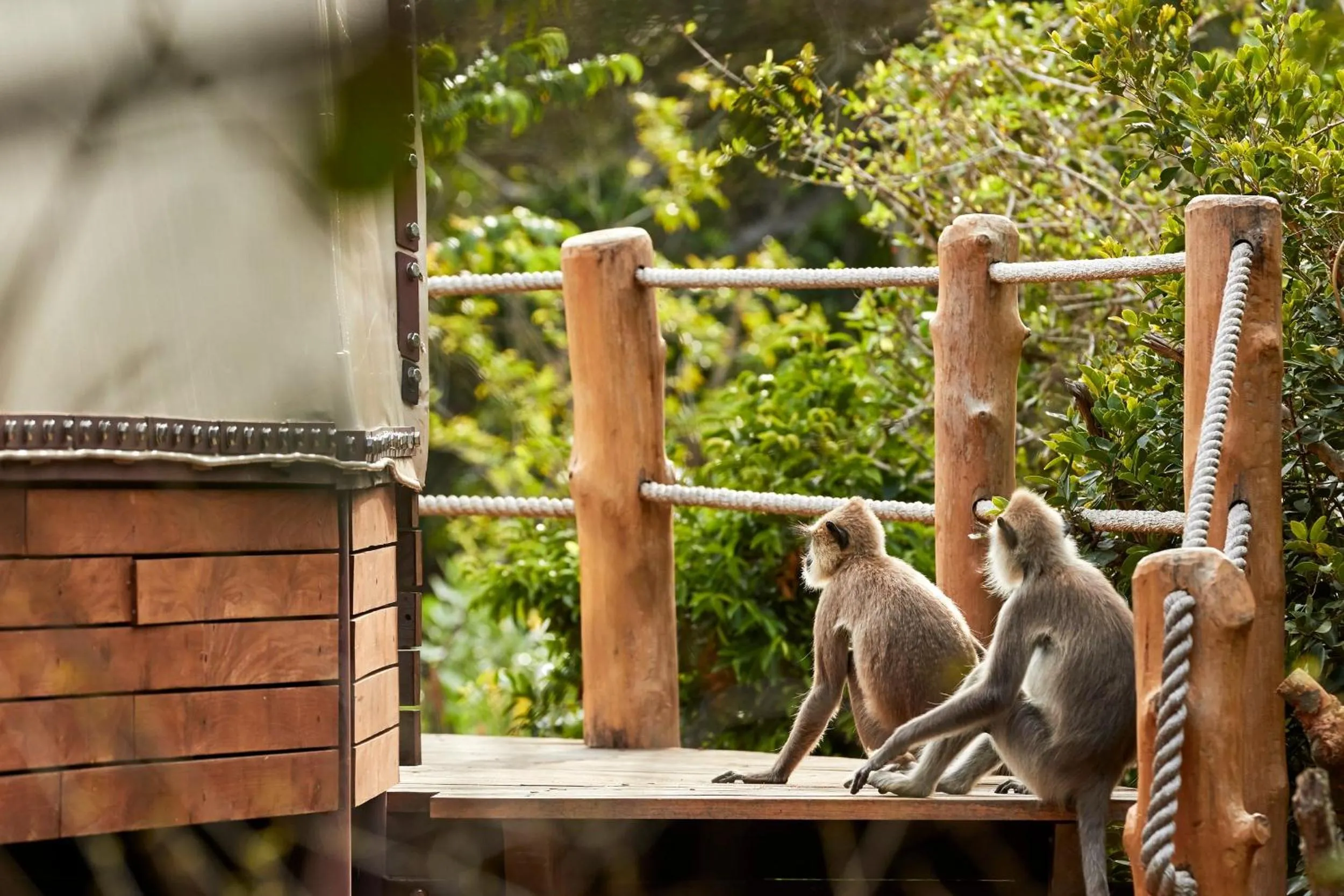 Animals in Wild Coast Tented Lodge - Relais and Chateaux - All Inclusive