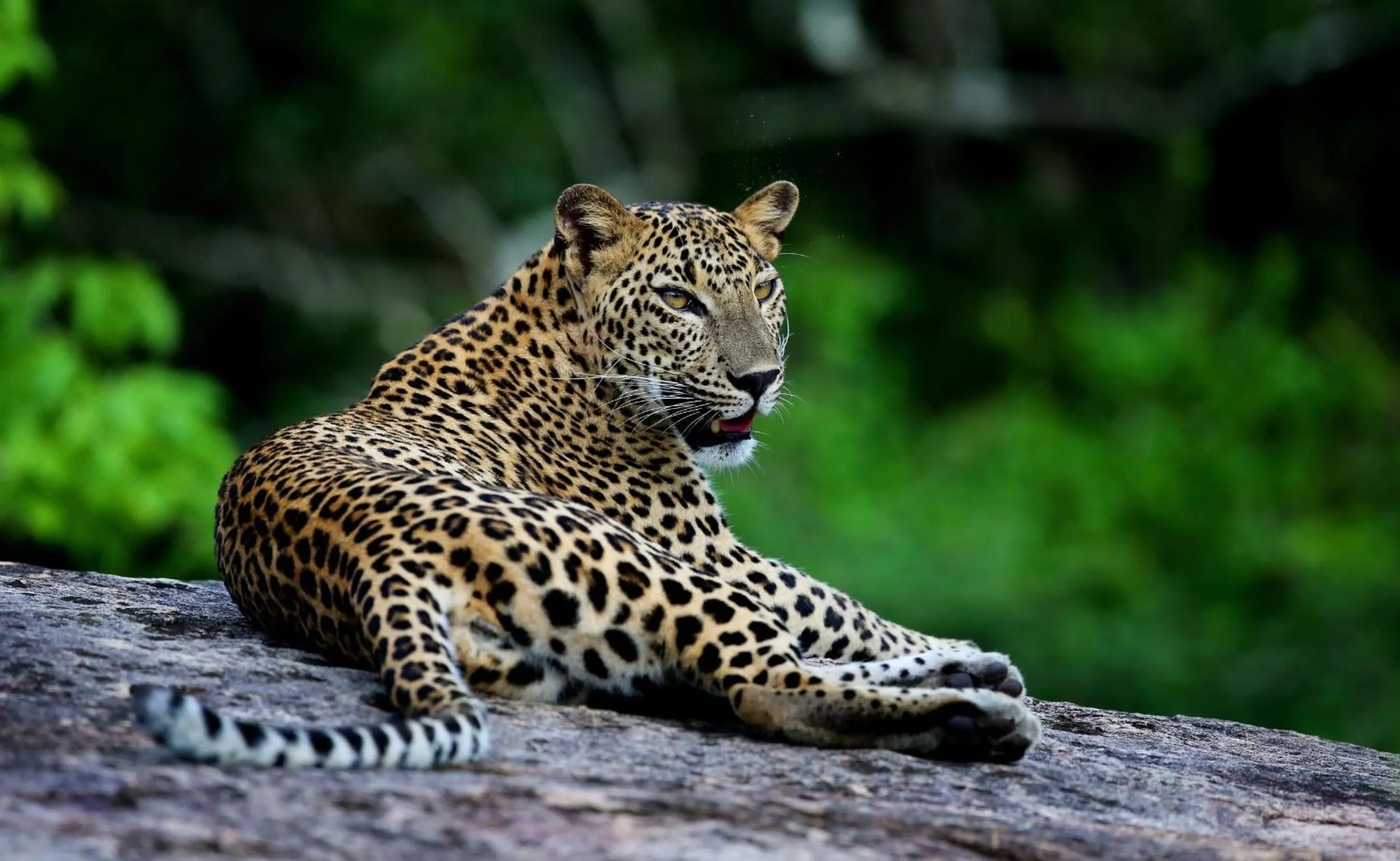 Animals in Wild Coast Tented Lodge - Relais and Chateaux - All Inclusive