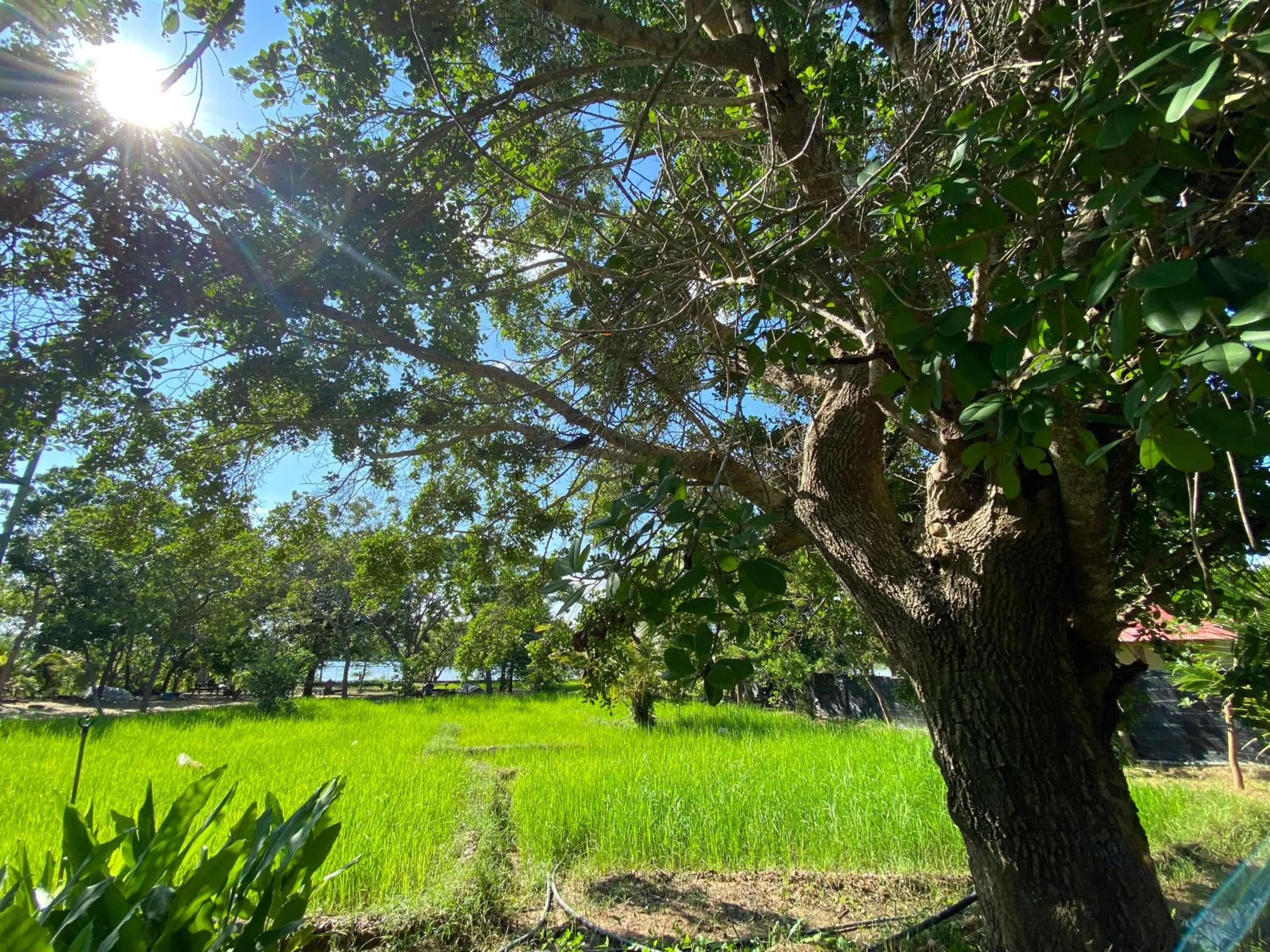 Garden in Yala Lake View Cabanas