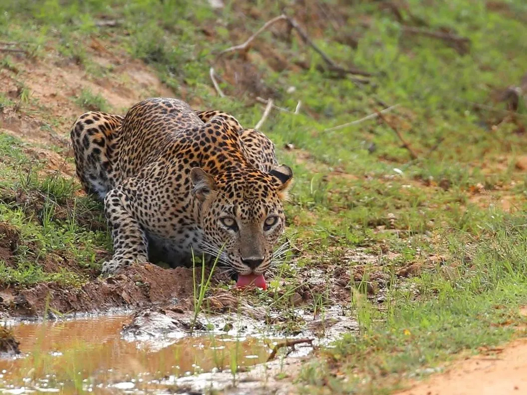 Natural landscape in Yala Lake View Cabanas