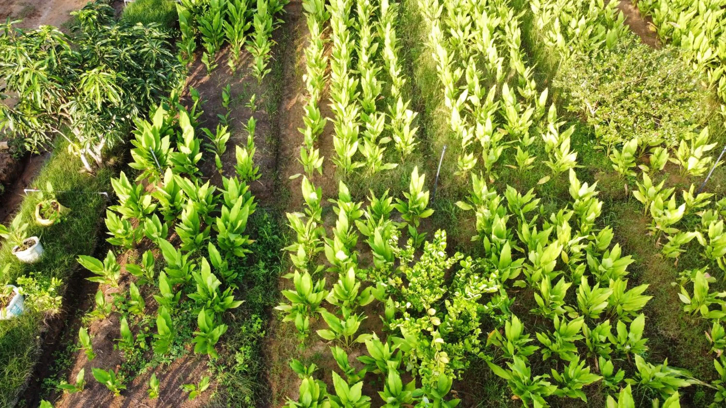 Garden view in Yala Lake View Cabanas