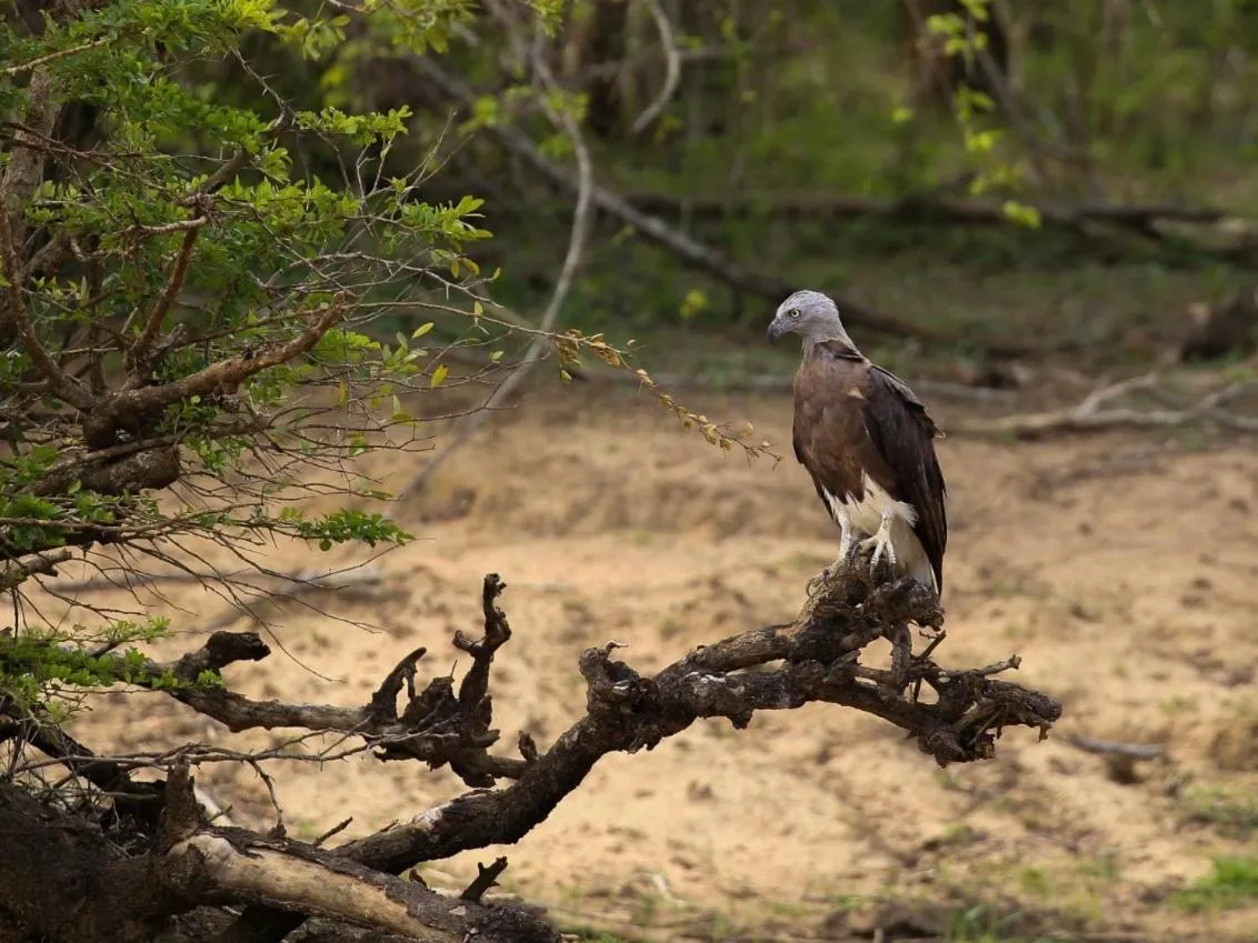 Animals in Yala Lake View Cabanas