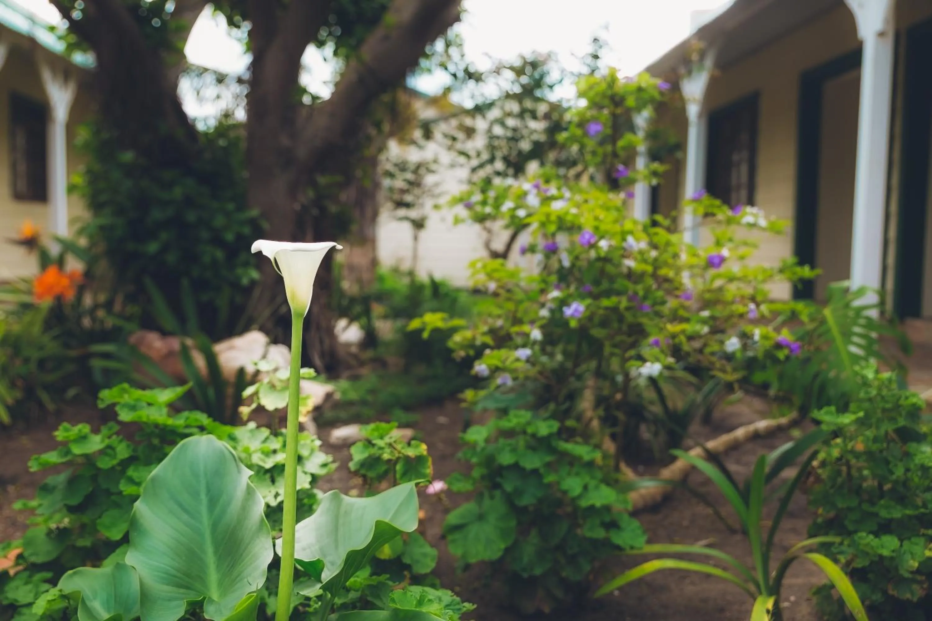 Victoria and Alfred Guest House