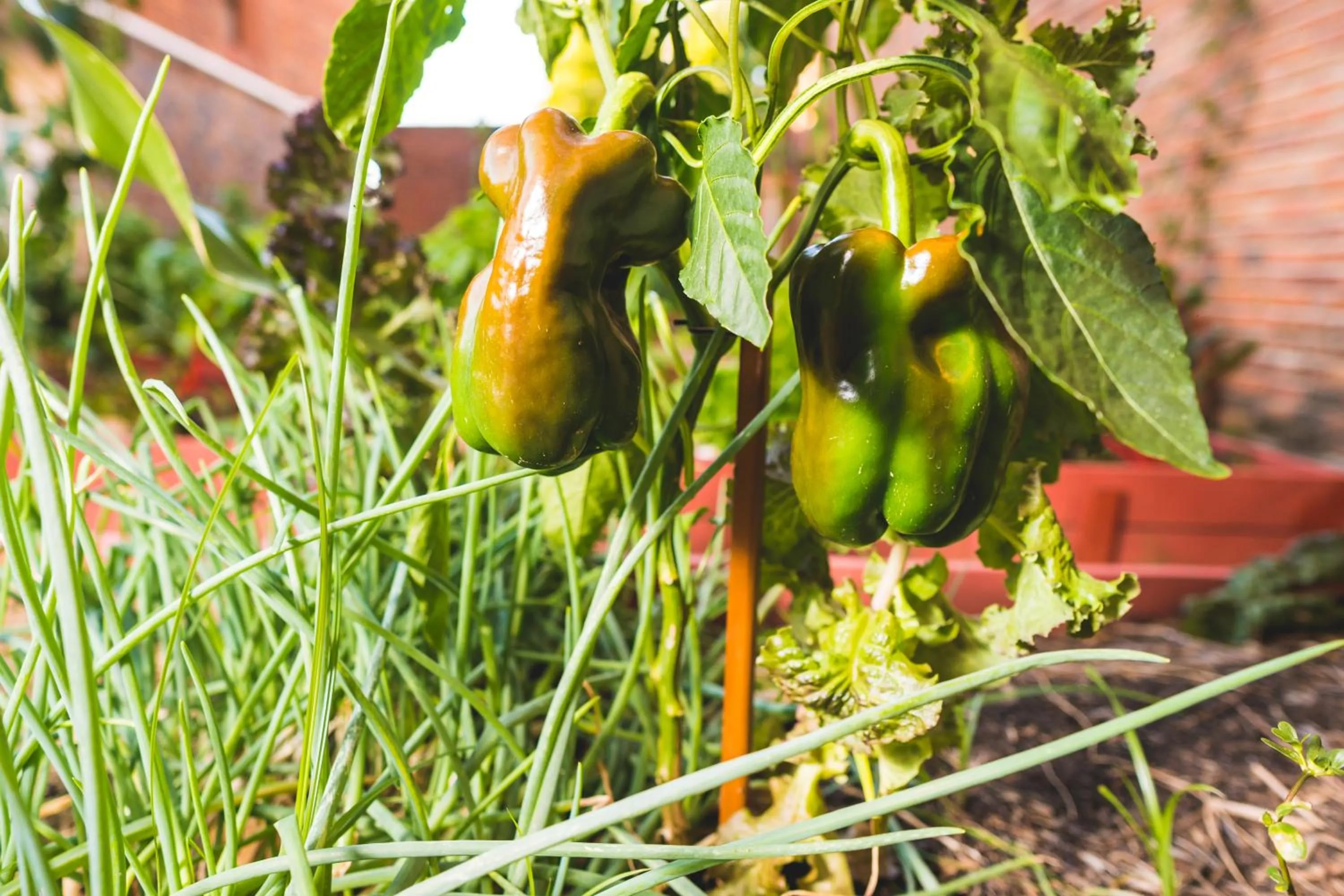 Food in El Mirador Hotel & Spa