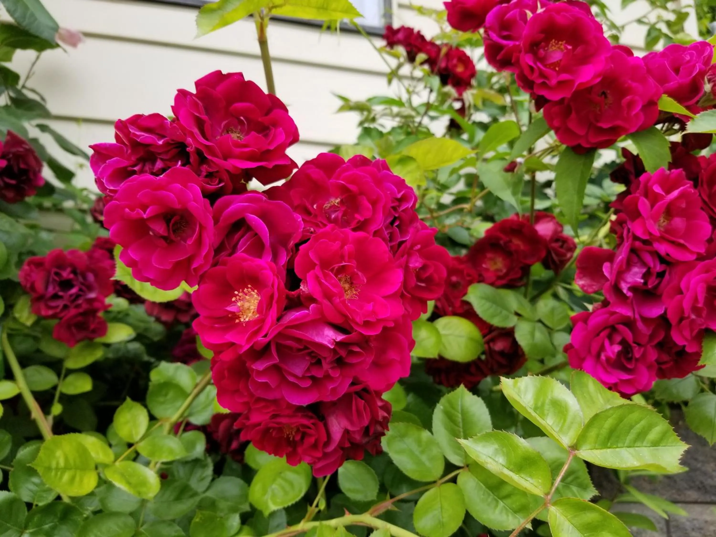 Garden in Osoyoos Lakeview Inn & Suites