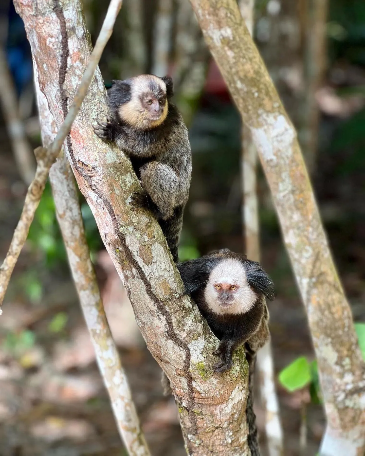 Natural landscape in Pousada Mundo Verde