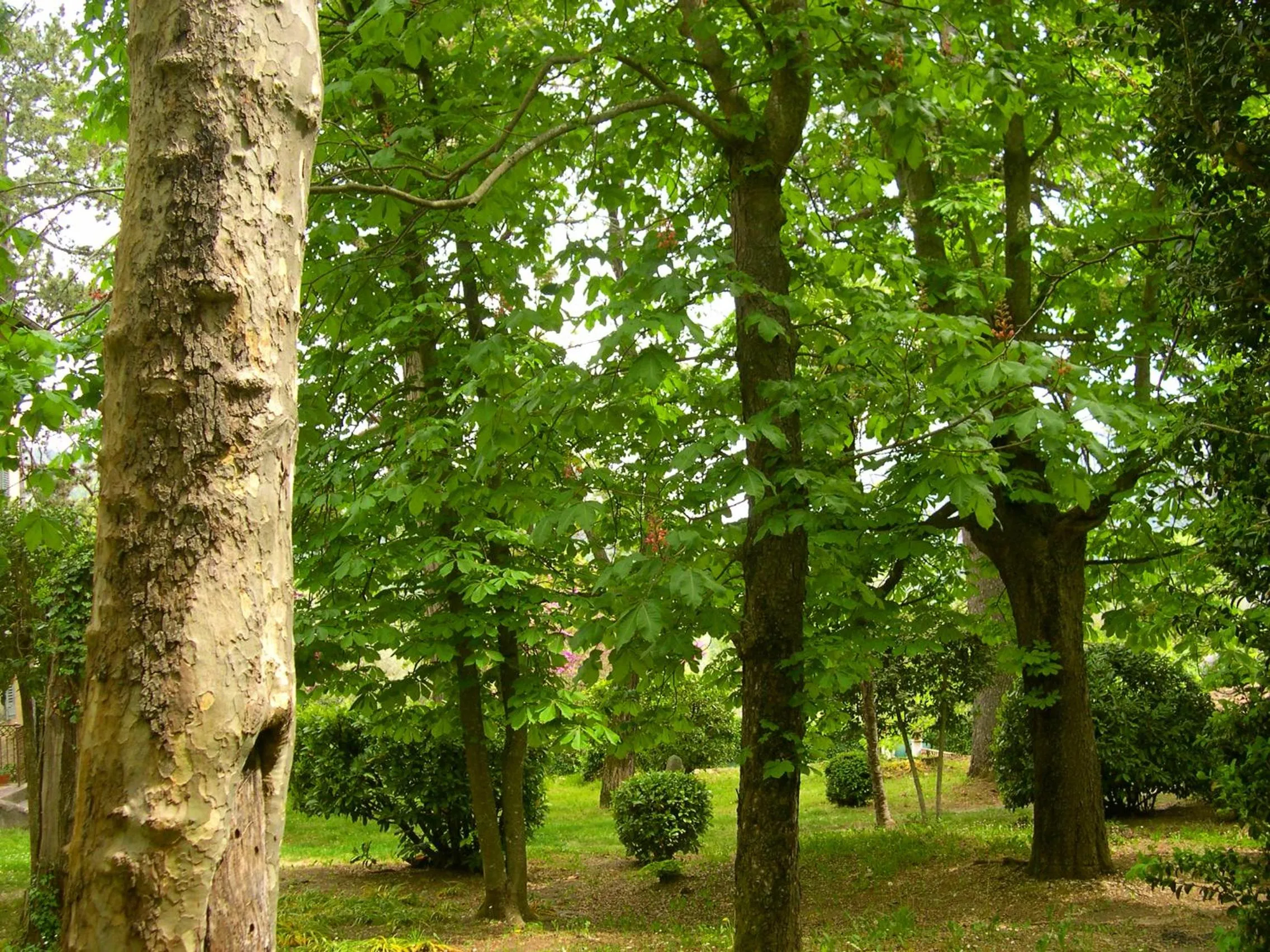 Garden in Domaine du Paraïs B&B