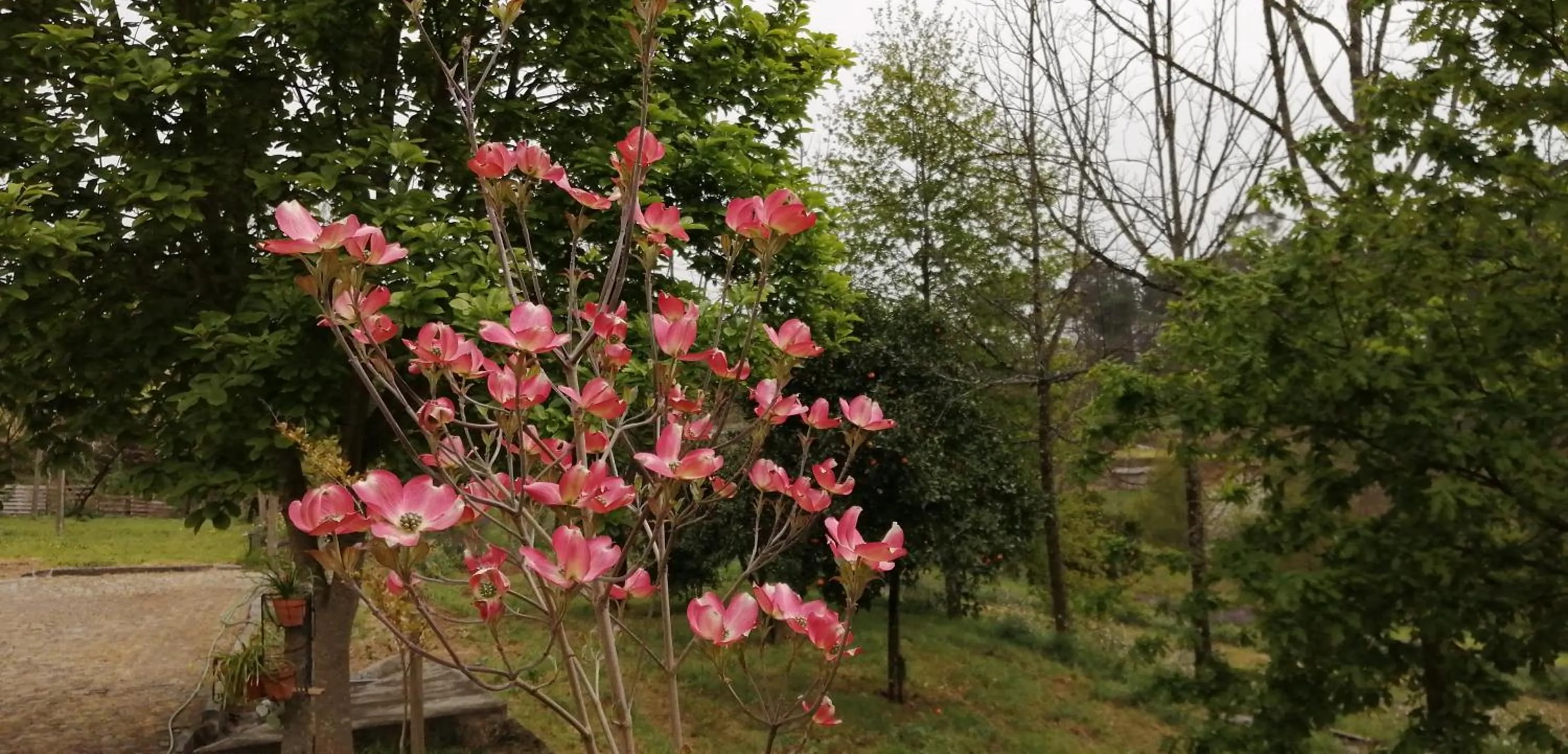 Garden in VianasHome