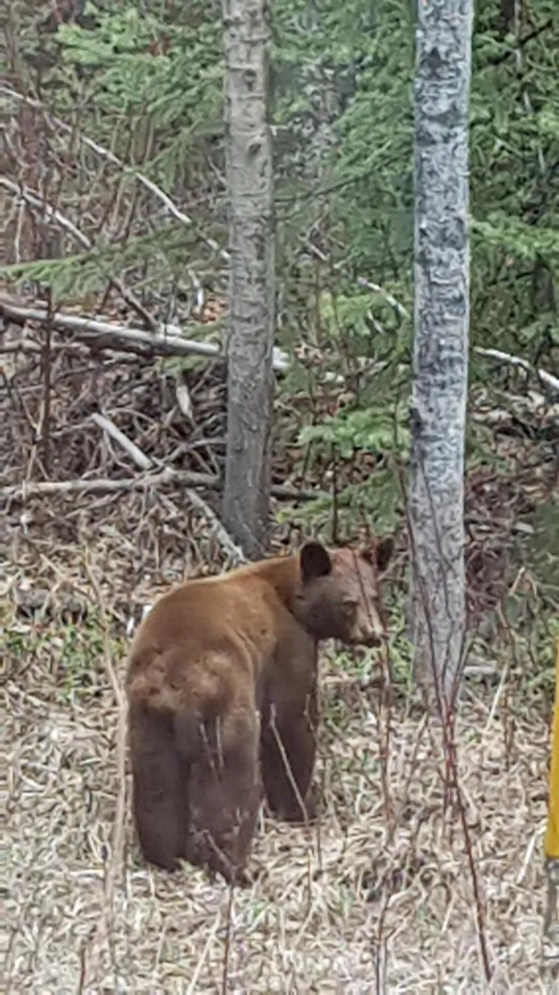 Animals, Other Animals in High Country Inn