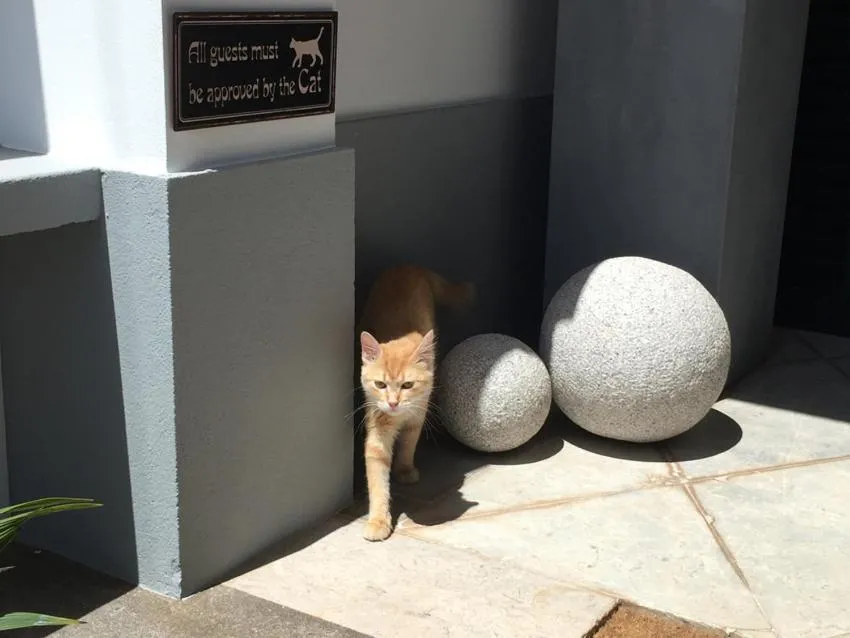 Pets in Quinta B.