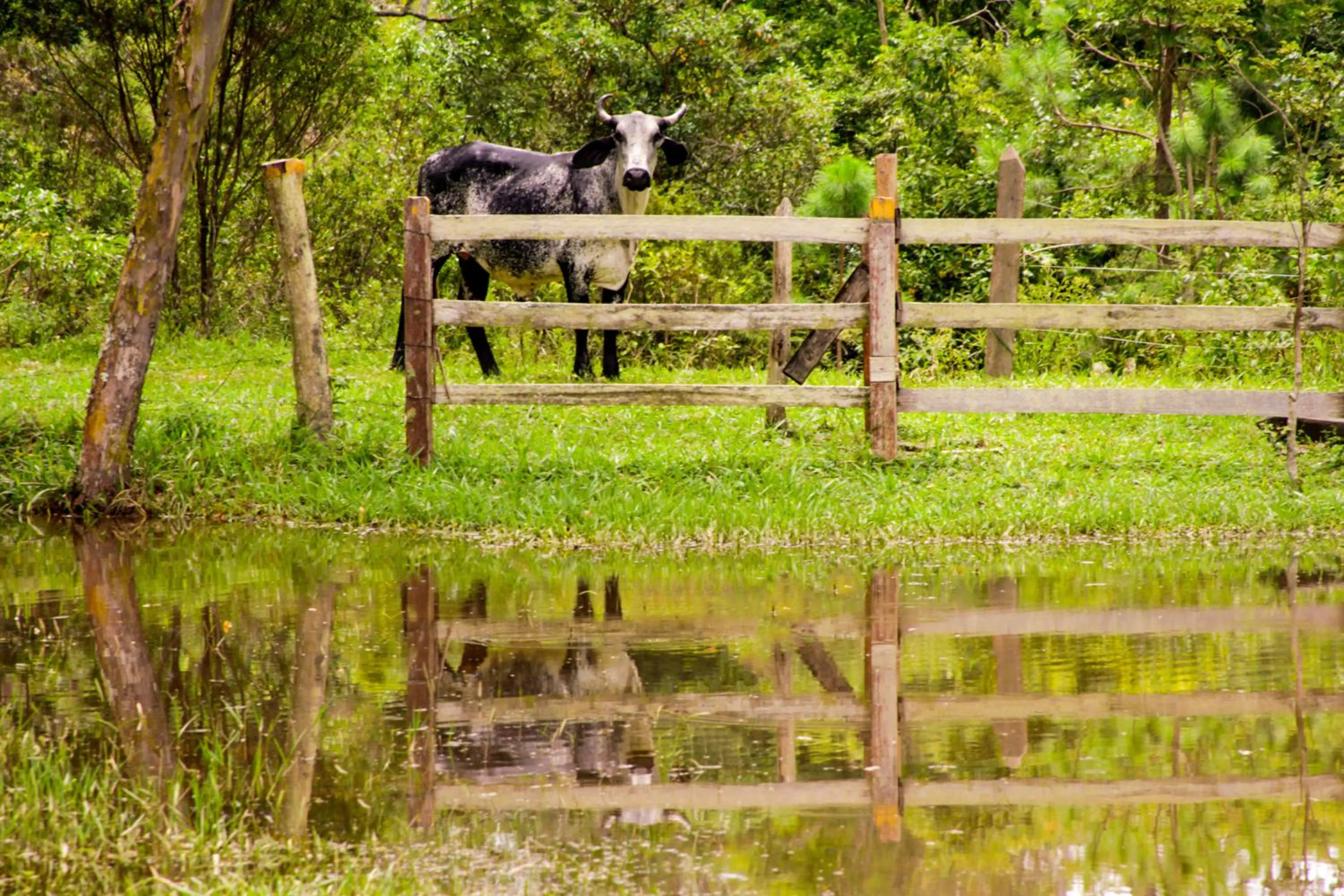 Natural landscape in Hotel Fazenda Ramon