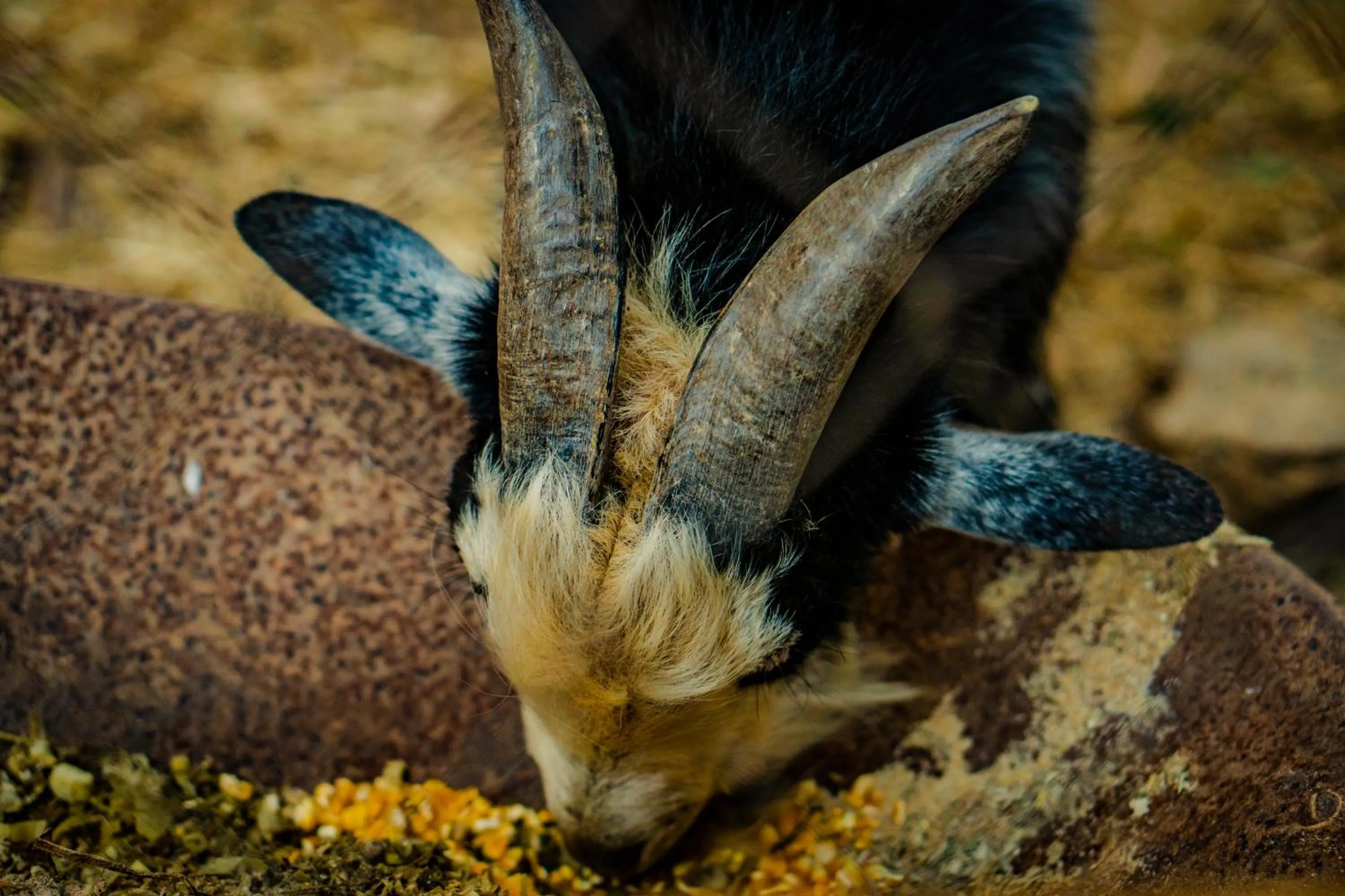 Animals in Hotel Fazenda Ramon