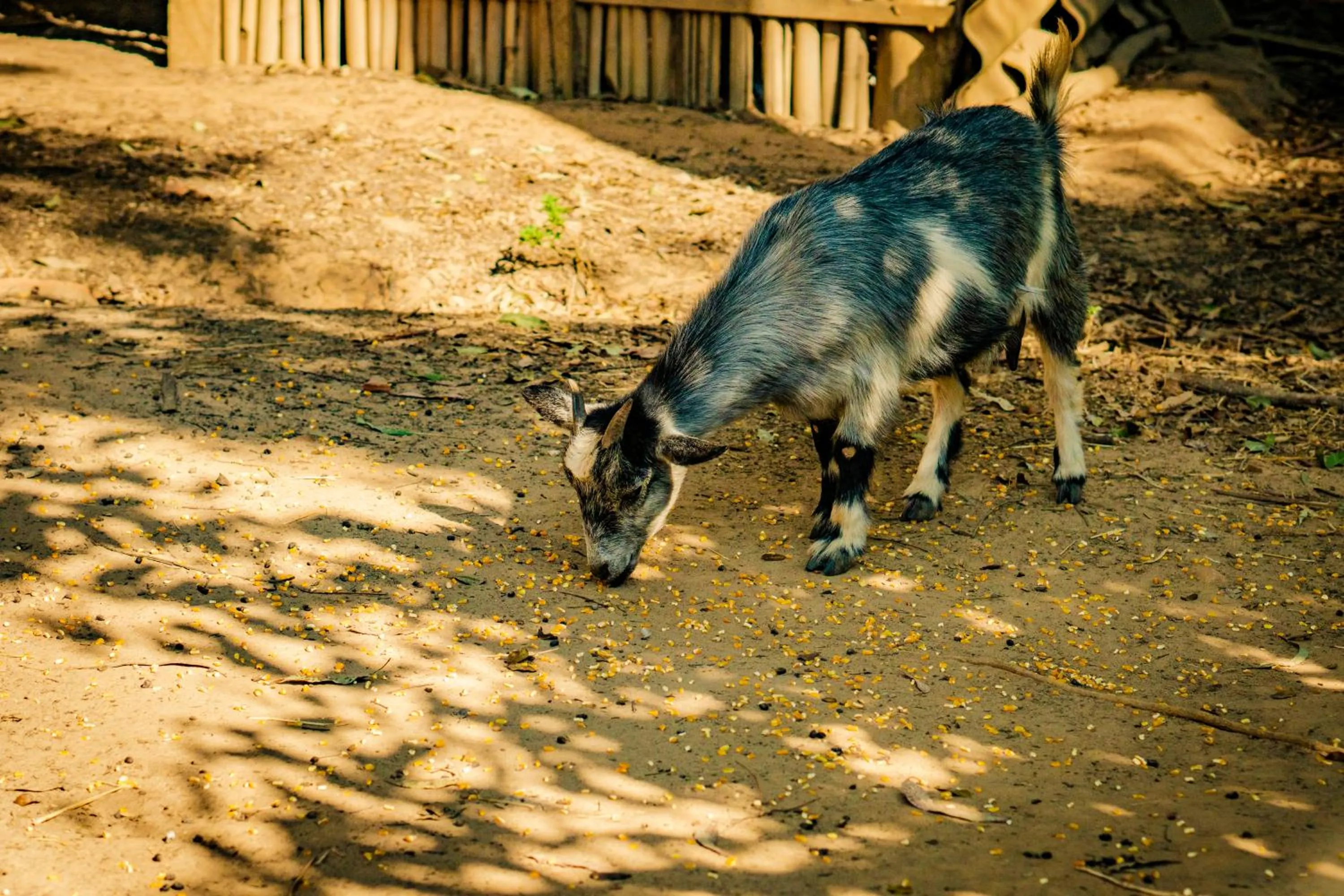 Animals in Hotel Fazenda Ramon