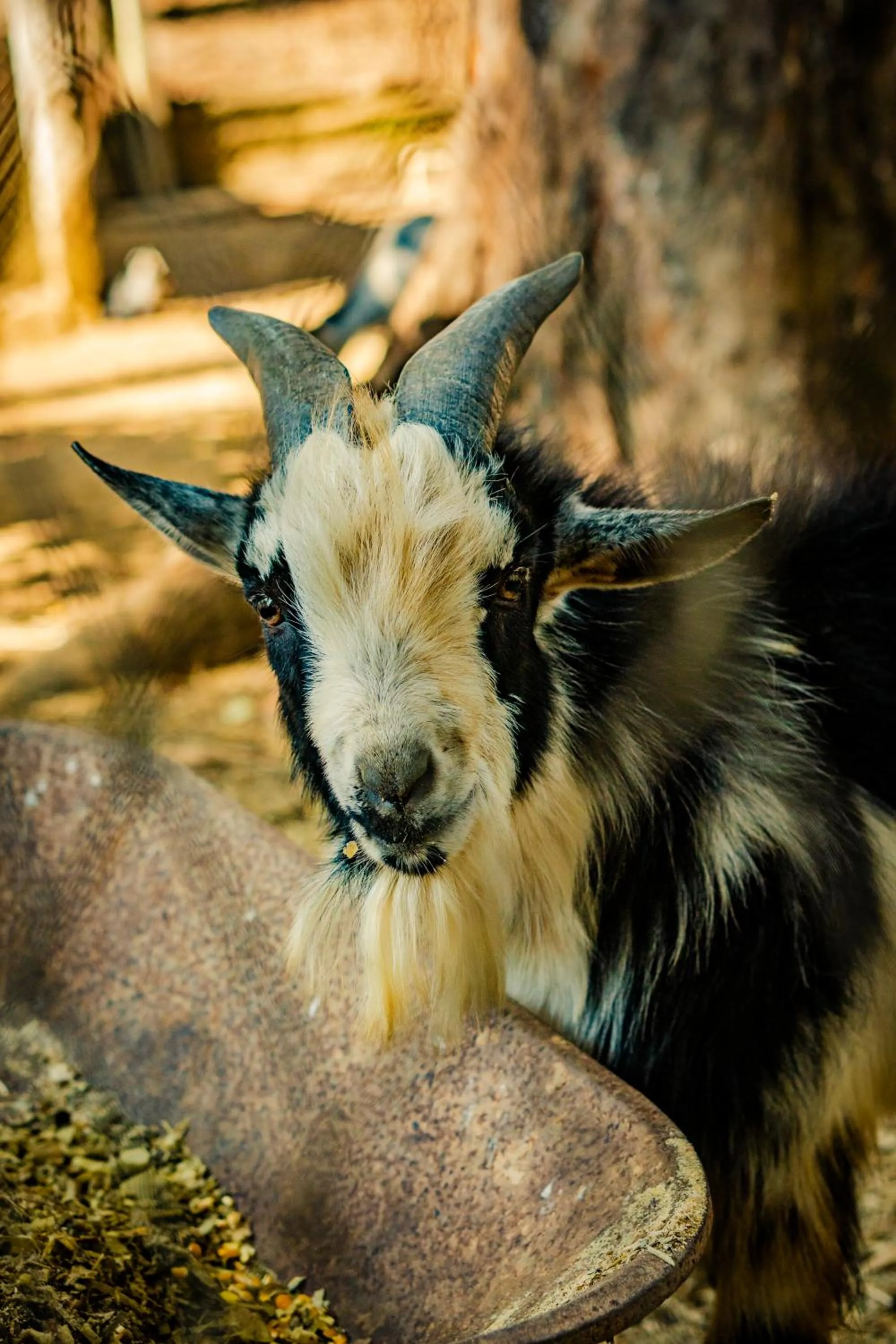 Animals in Hotel Fazenda Ramon