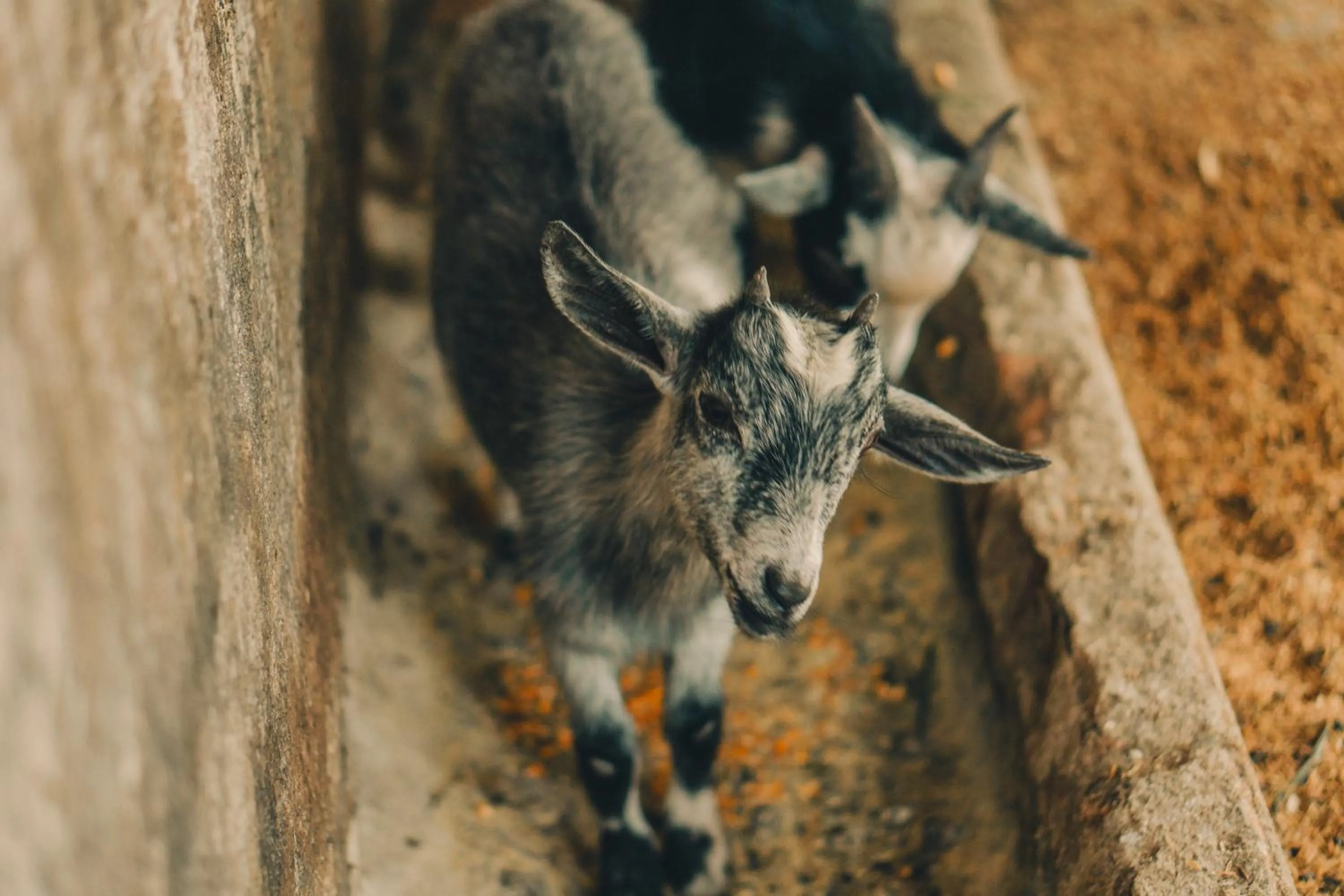 Animals in Hotel Fazenda Ramon