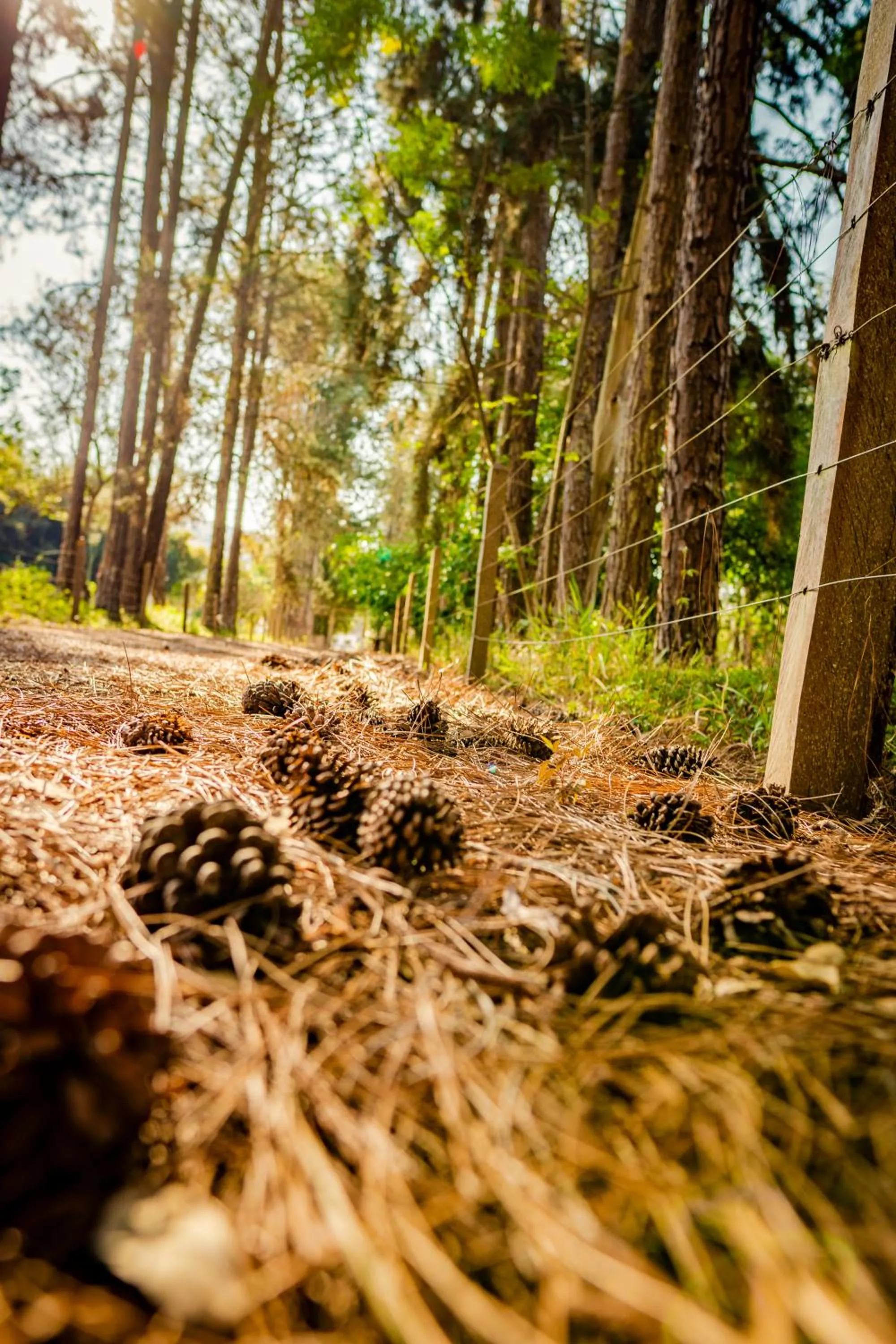 Hiking in Hotel Fazenda Ramon