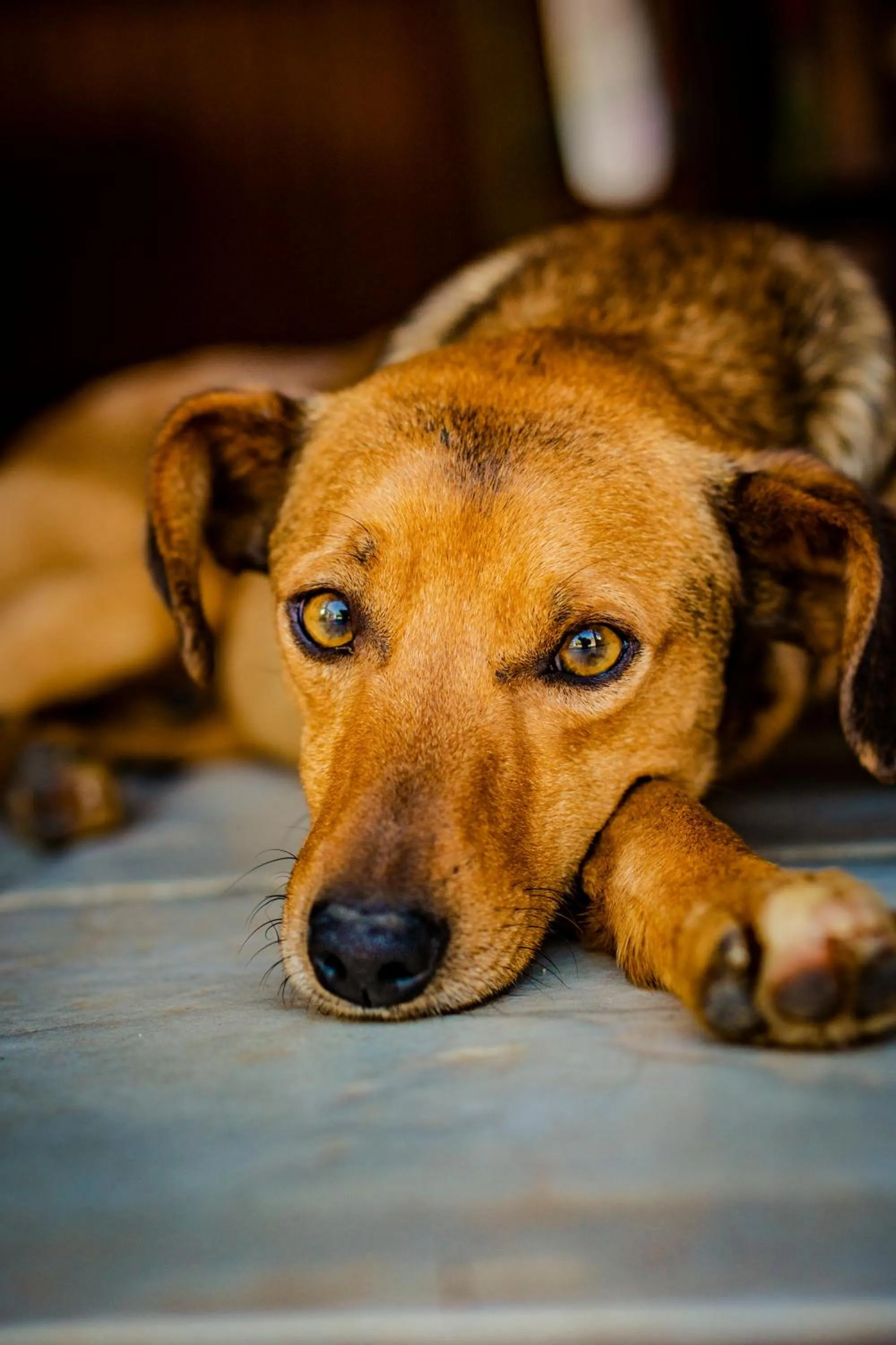 Pets in Hotel Fazenda Ramon