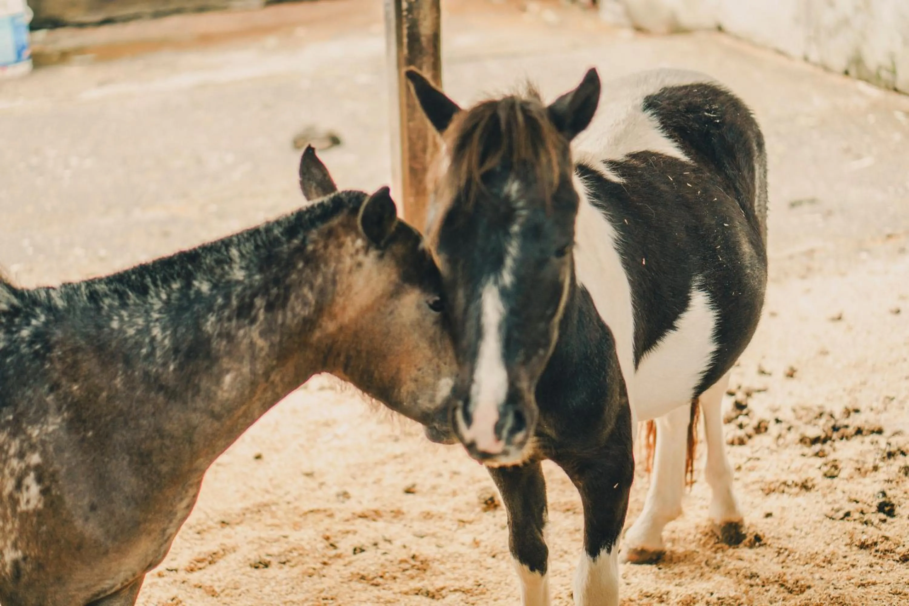 Animals in Hotel Fazenda Ramon