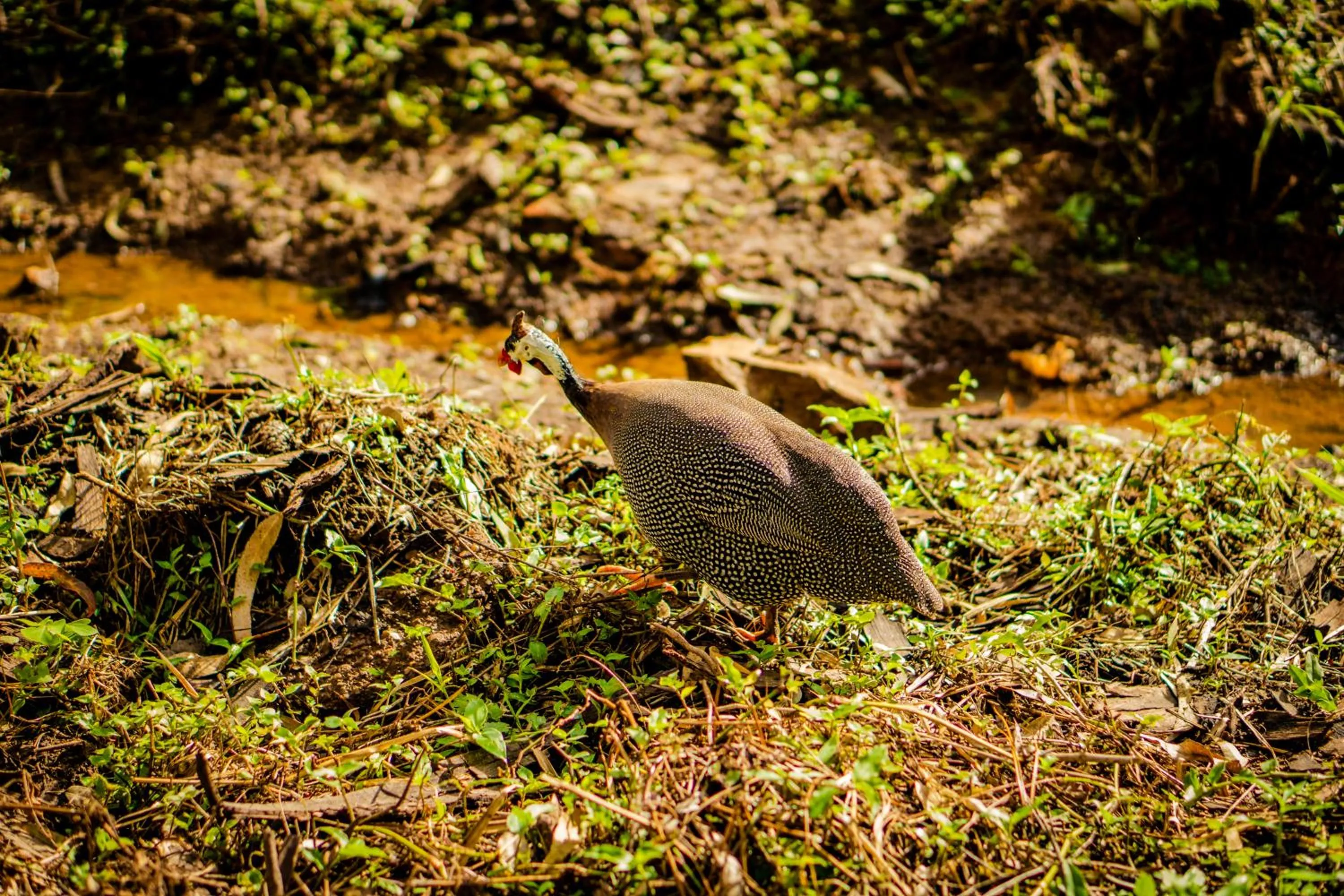 Animals in Hotel Fazenda Ramon