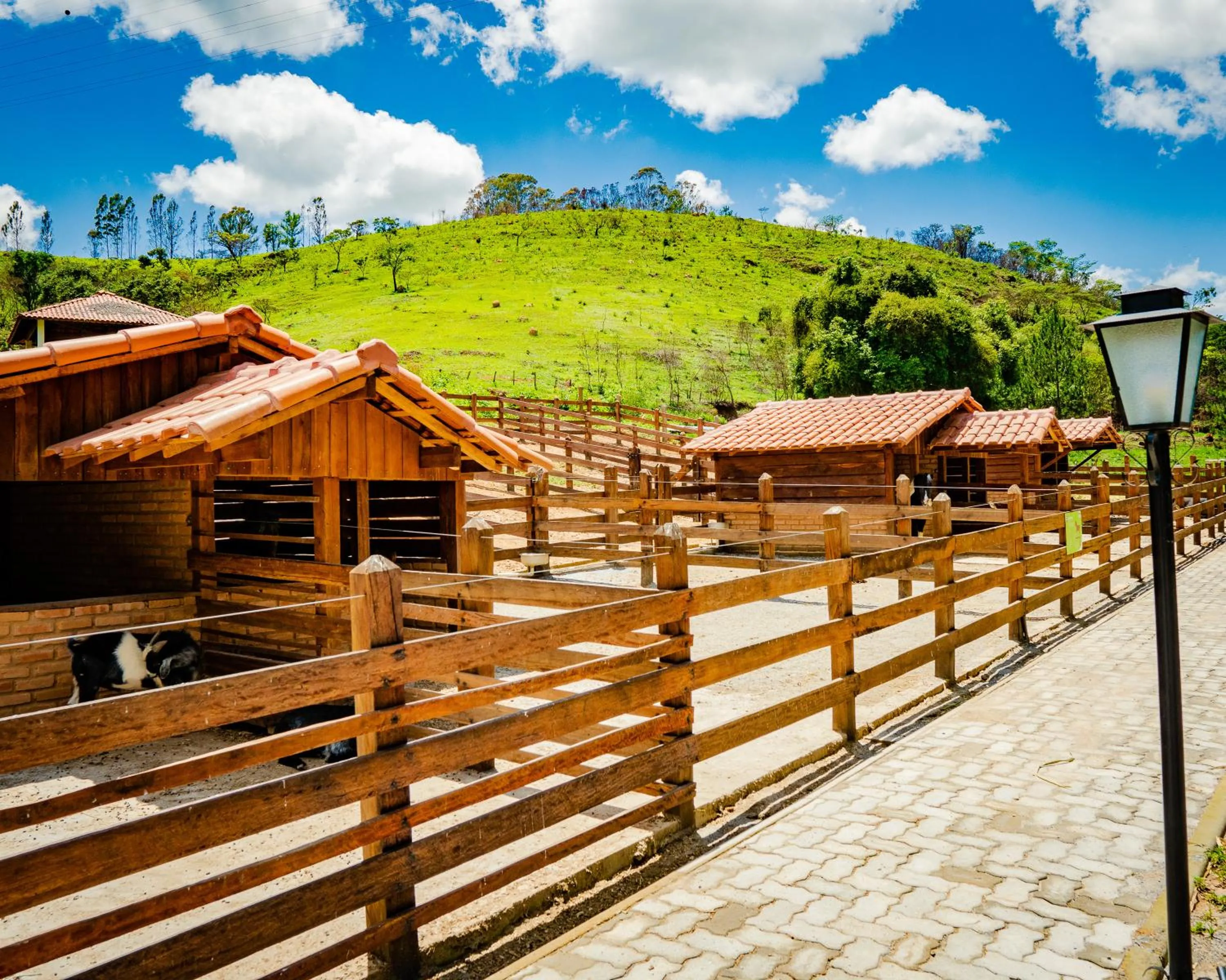 Animals in Hotel Fazenda Ramon