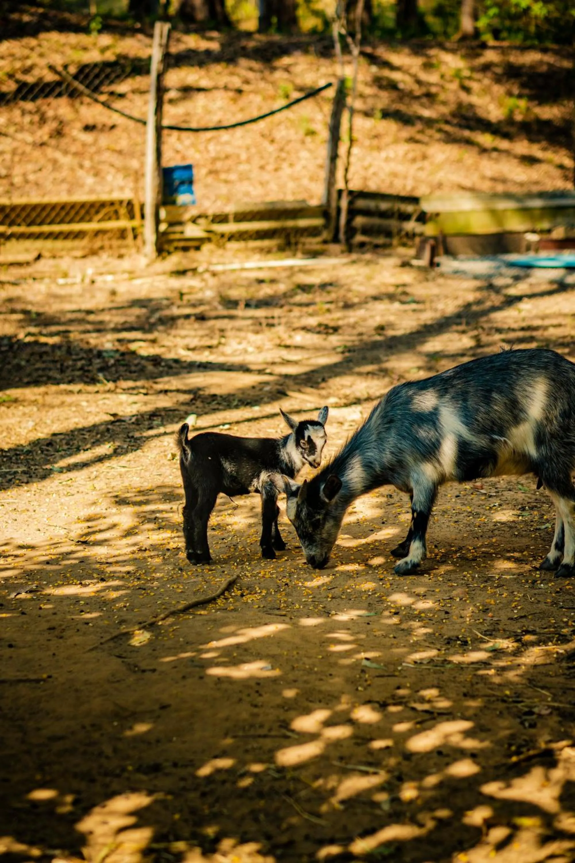 Animals in Hotel Fazenda Ramon