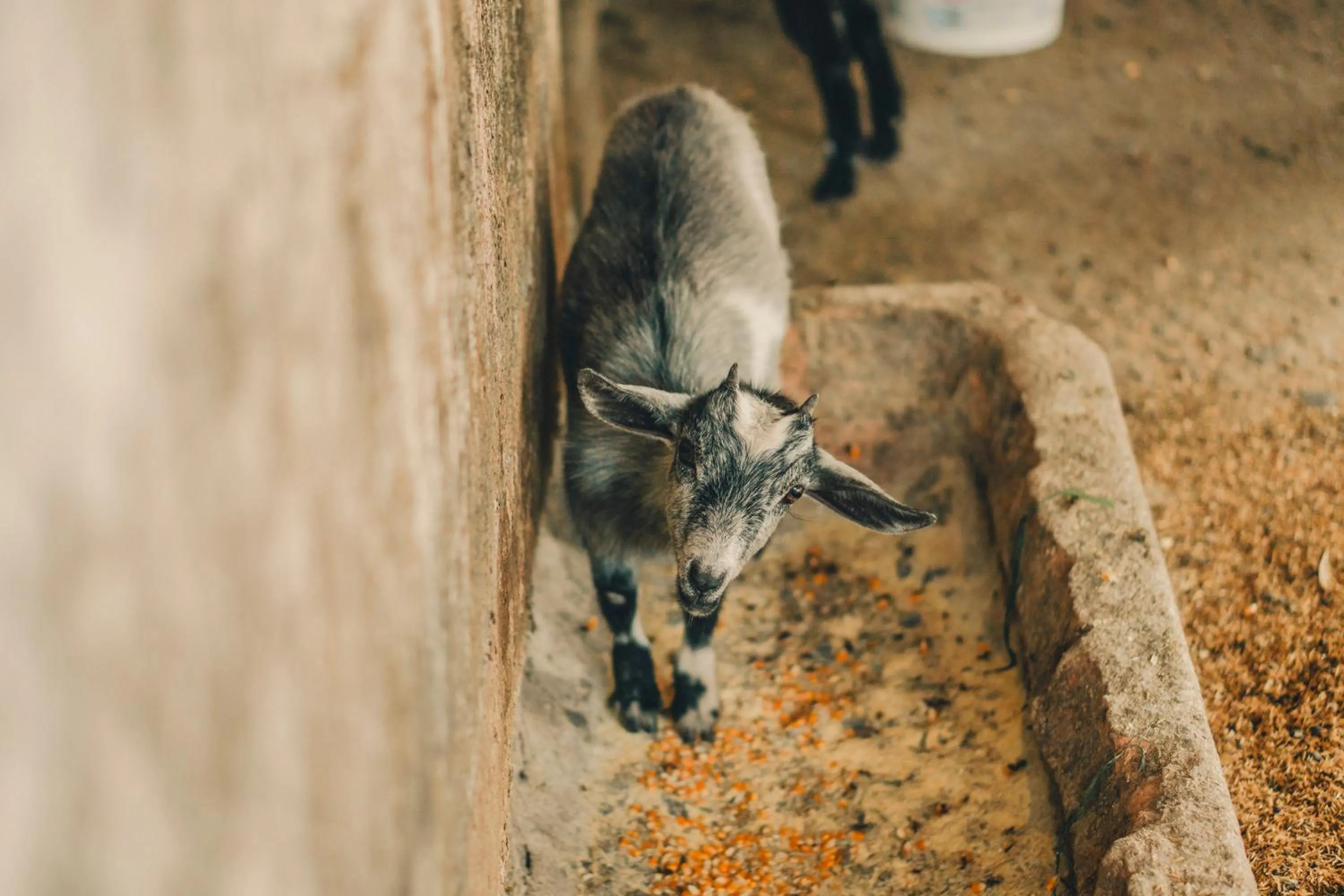 Animals in Hotel Fazenda Ramon
