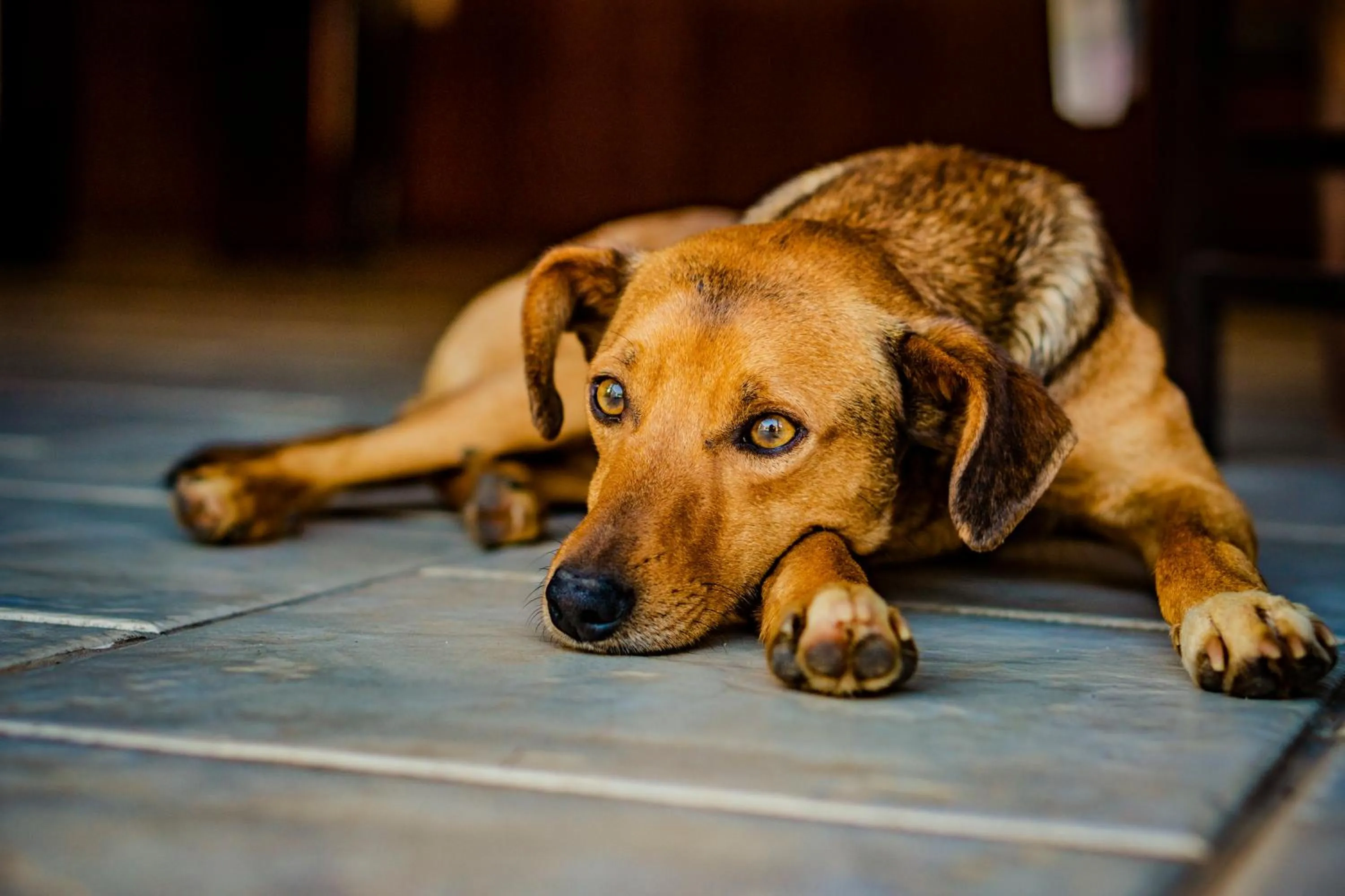 Pets in Hotel Fazenda Ramon