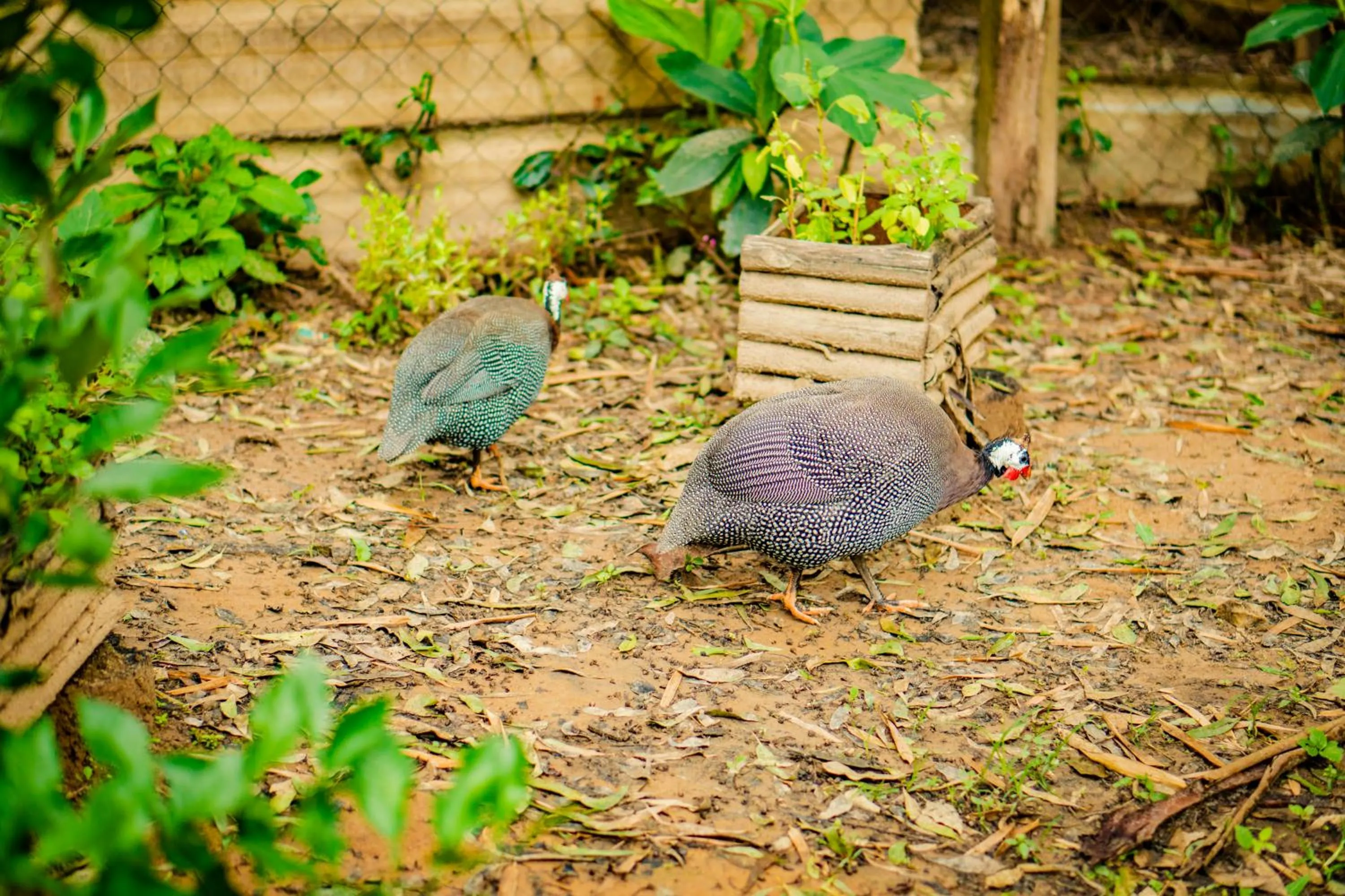 Day in Hotel Fazenda Ramon