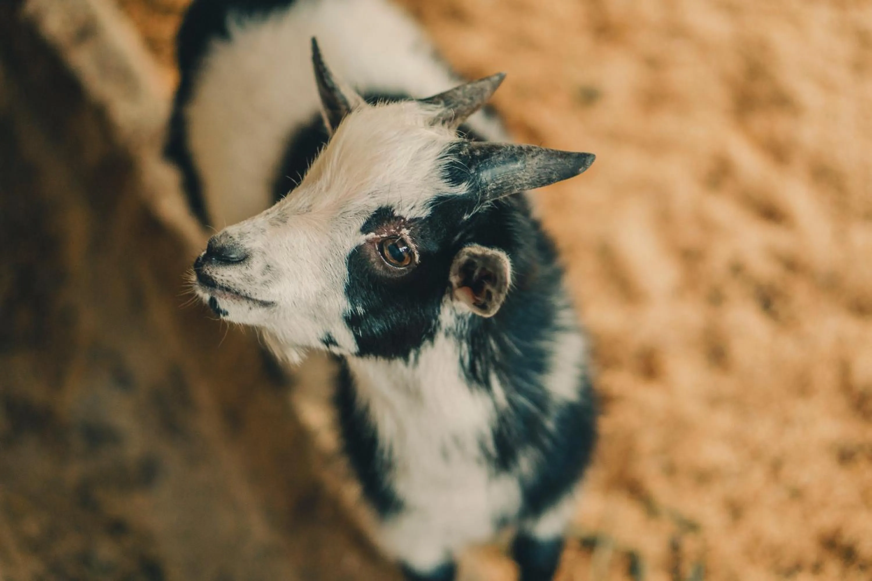 Animals in Hotel Fazenda Ramon