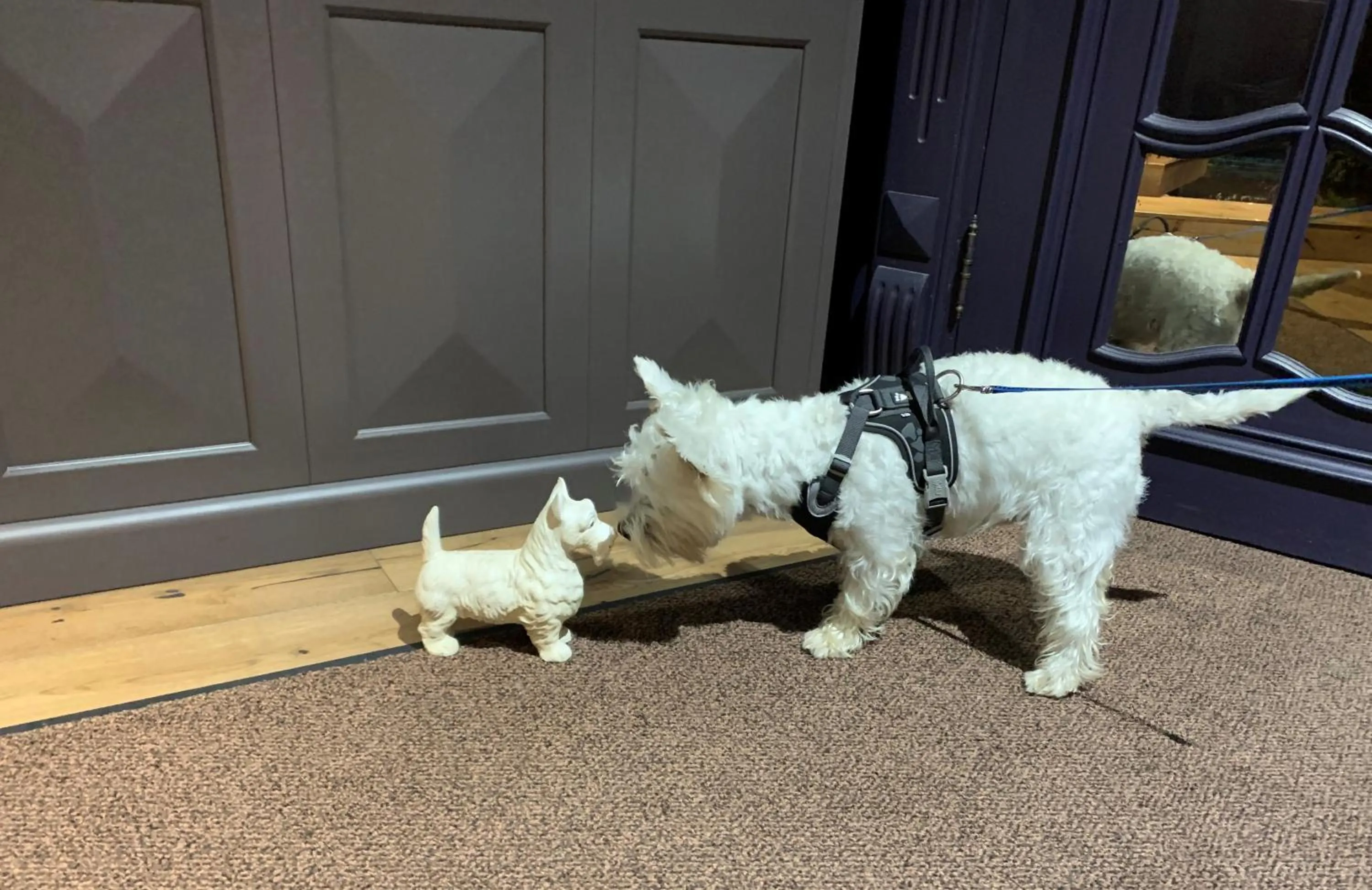 Pets in Boutique Hotel KRISTOFS