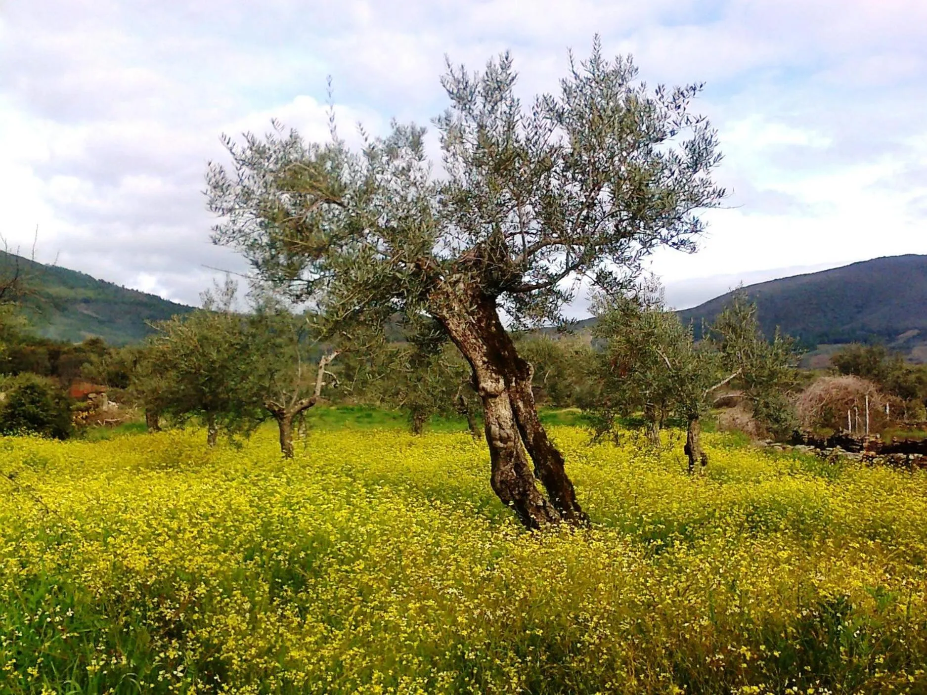 Hiking in La Posada del Casar