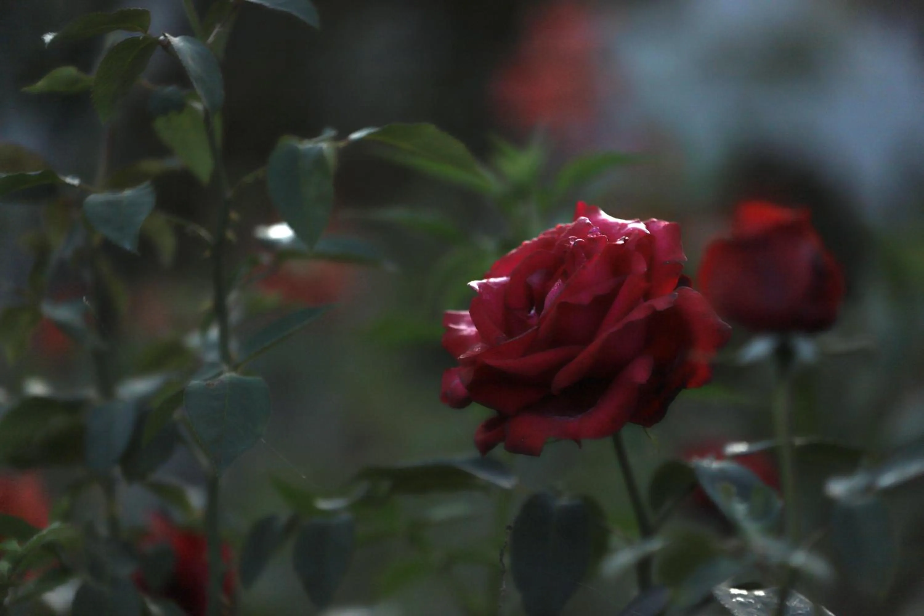 Garden view in Cedar Lodge By Aahma