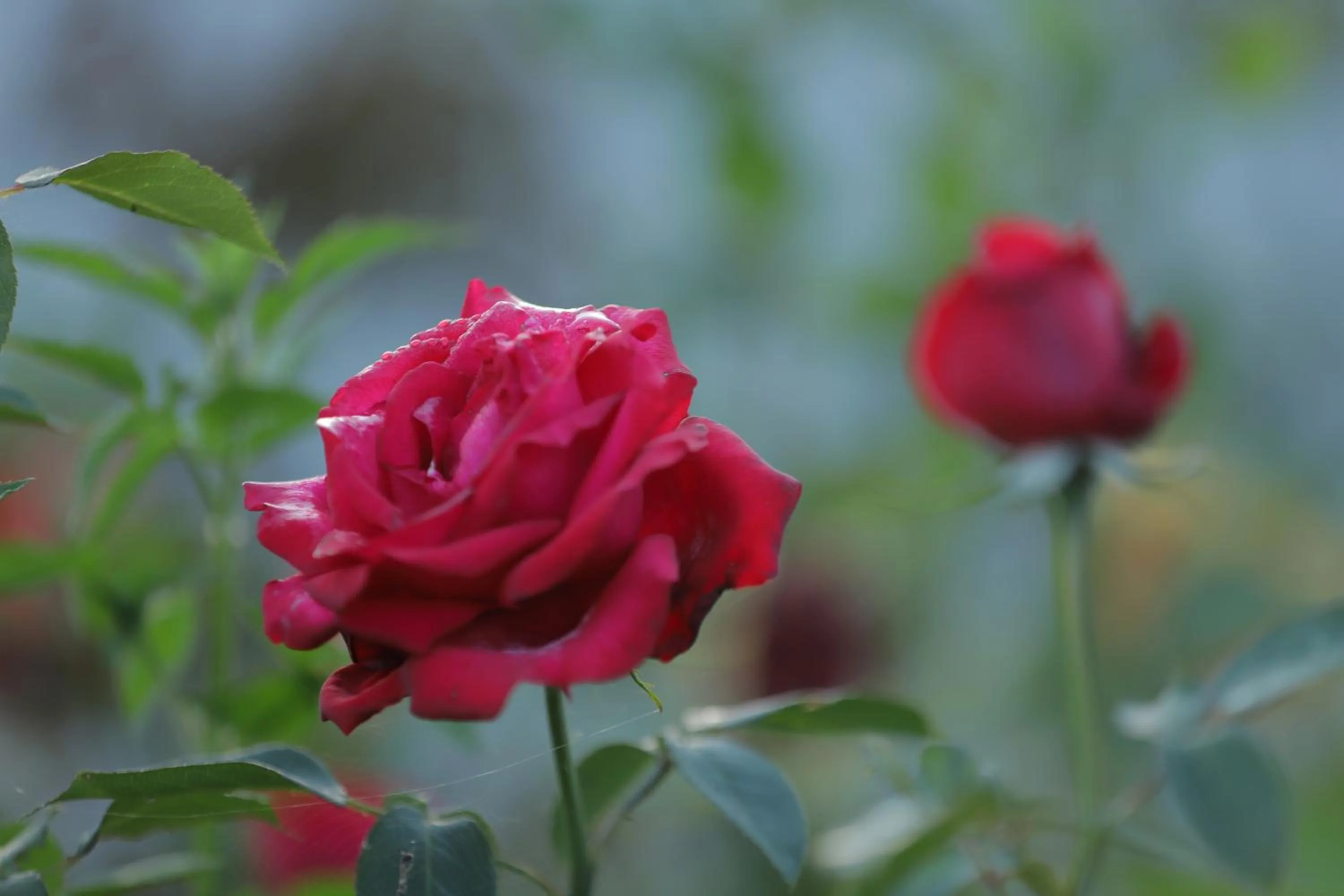 Garden view in Cedar Lodge By Aahma