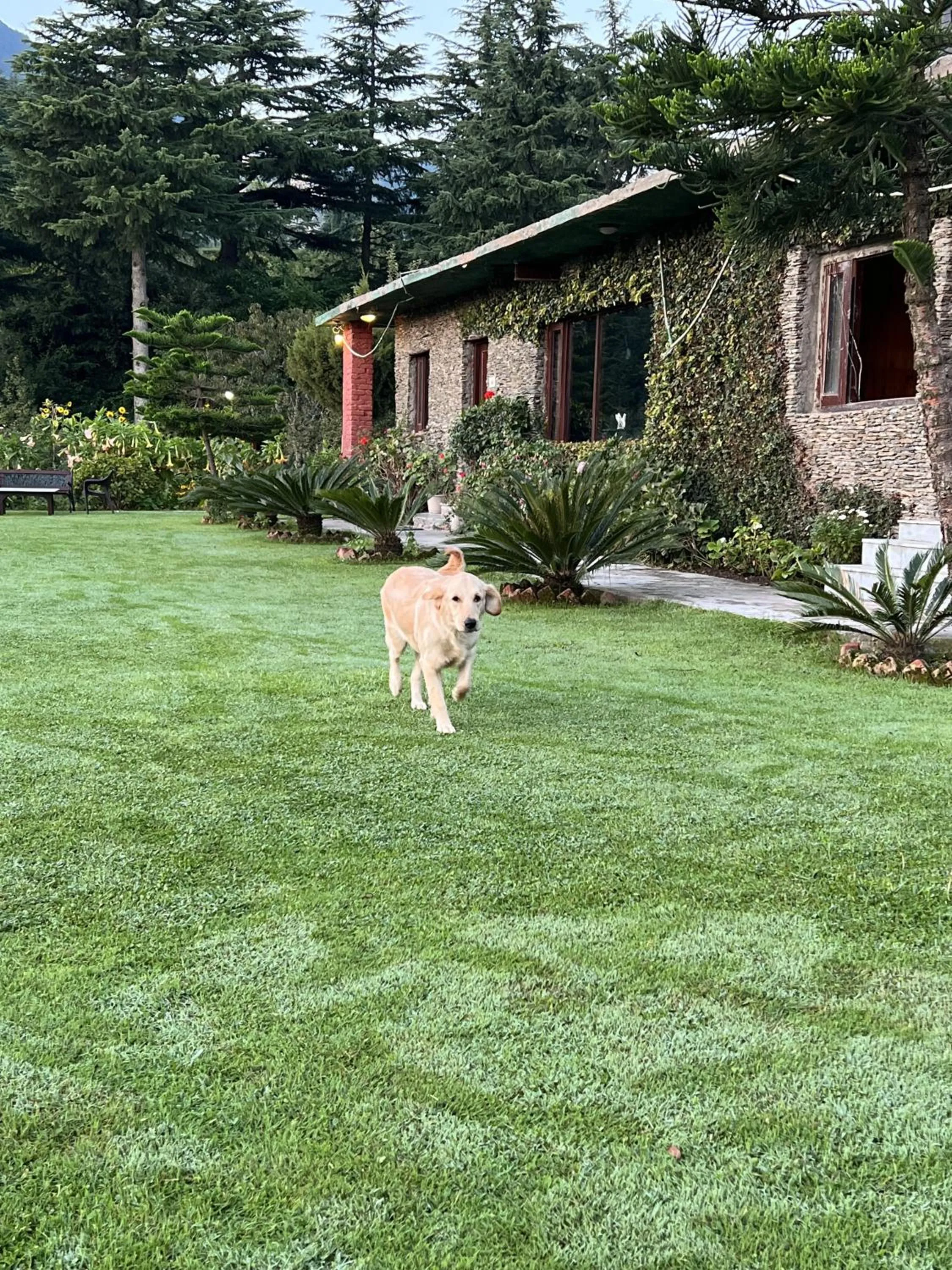 Garden in Cedar Lodge By Aahma