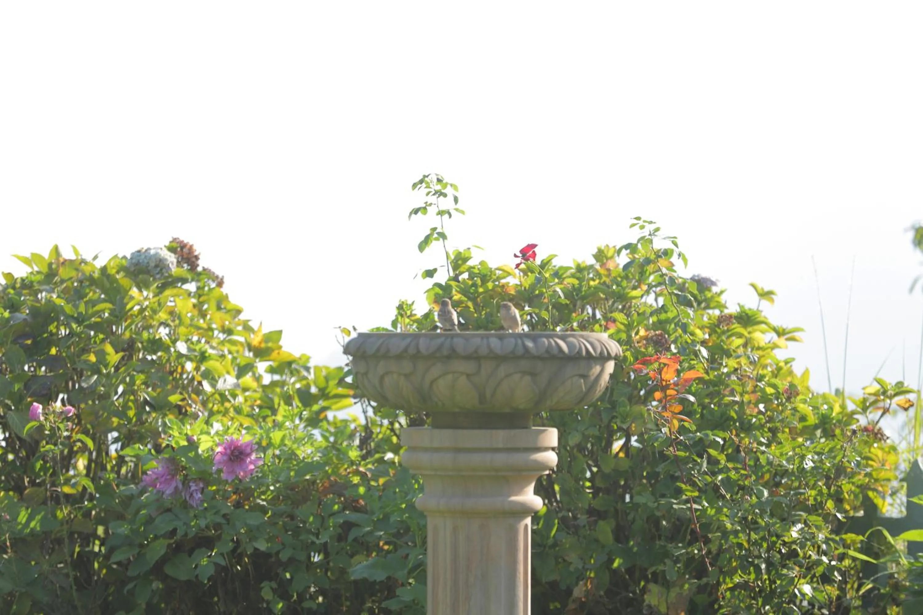 Garden view in Cedar Lodge By Aahma