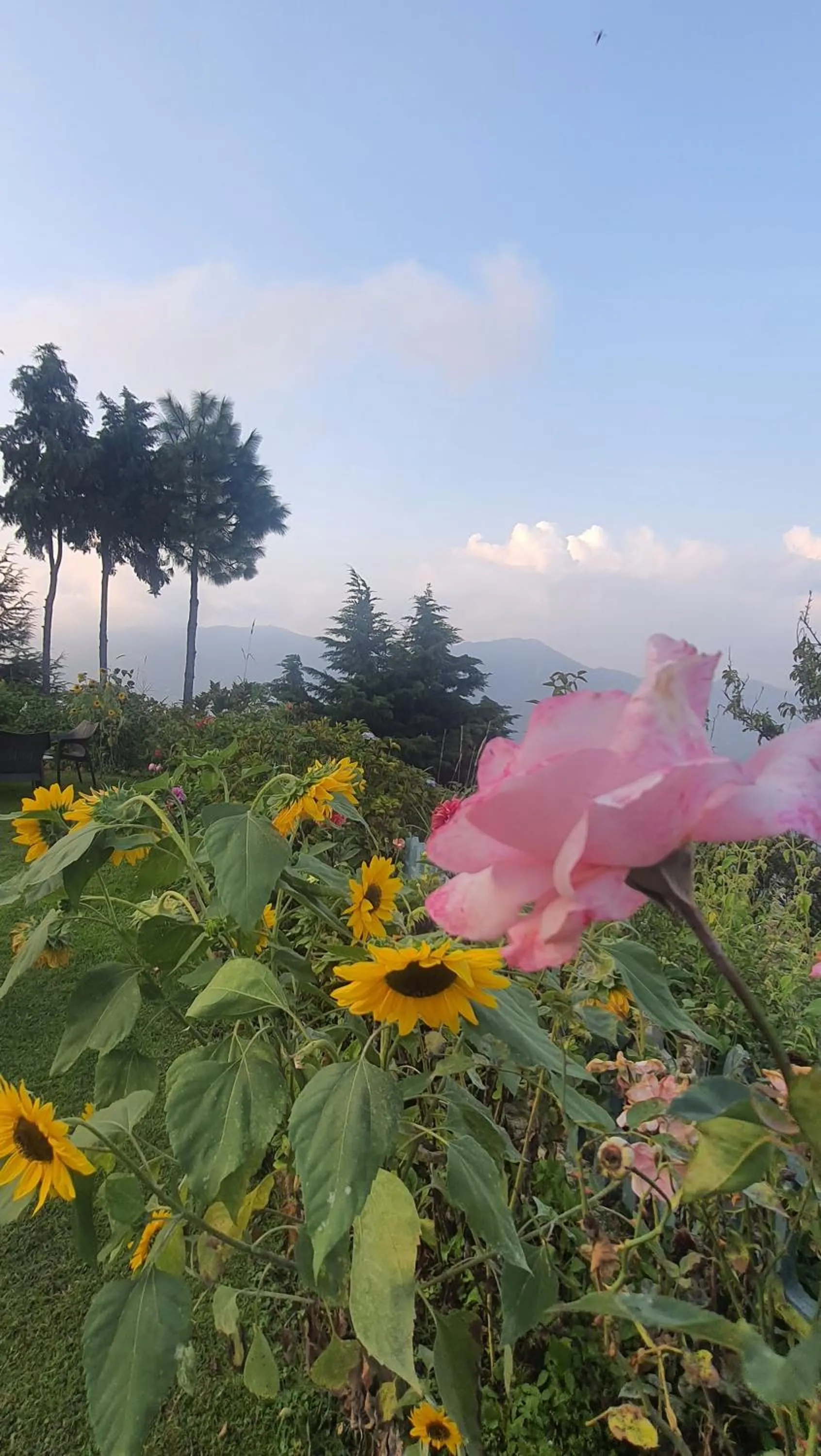 Natural landscape in Cedar Lodge By Aahma