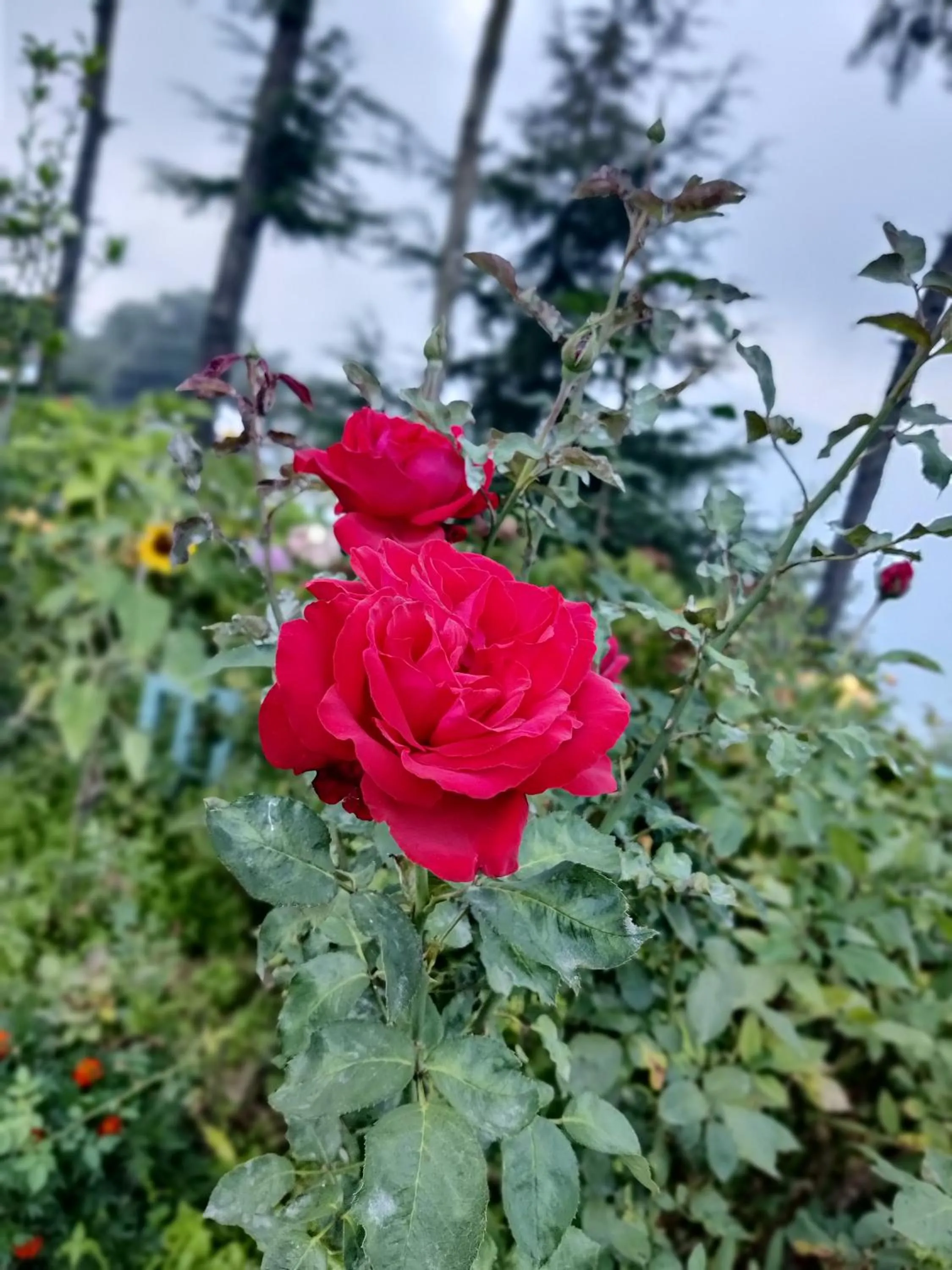 Garden in Cedar Lodge By Aahma